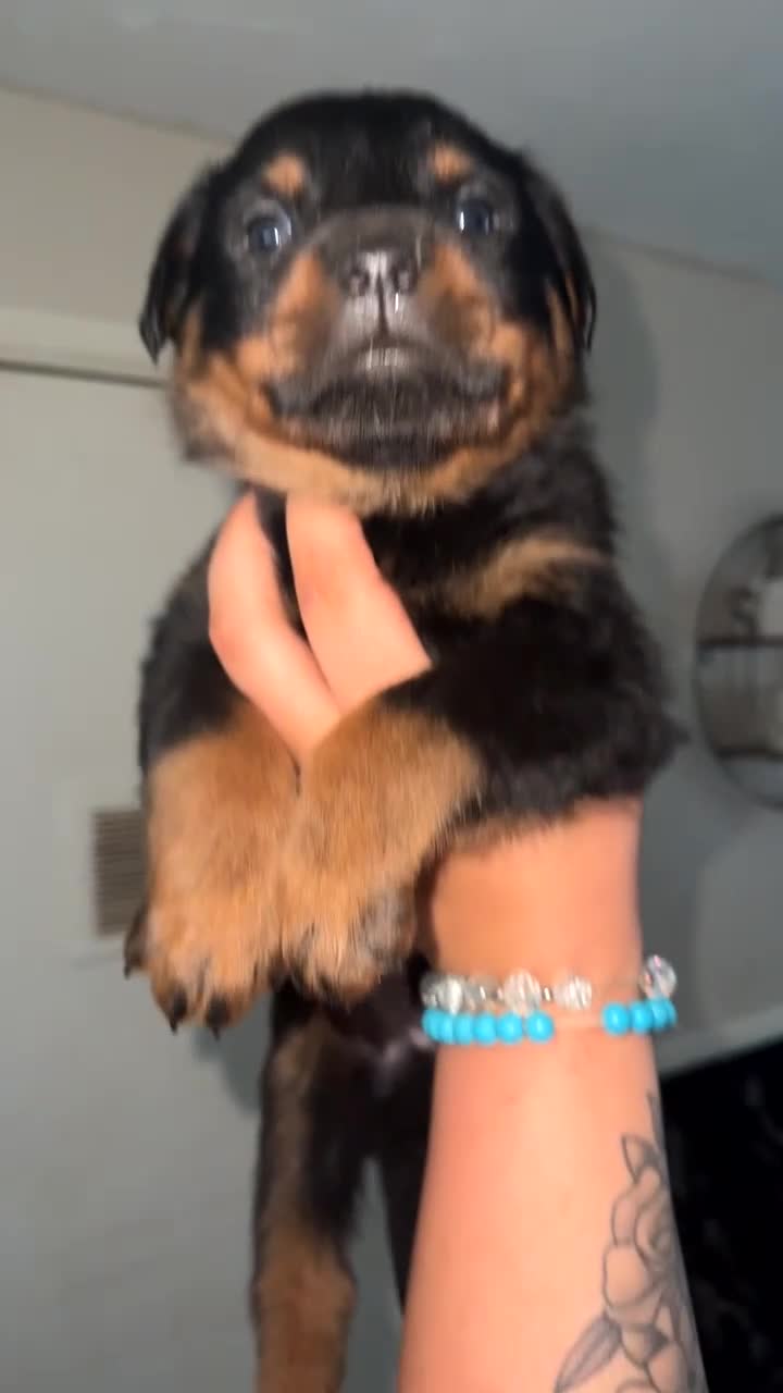 Rottweiler dogs for sale: 1 beautiful healthy Rottweiler pup - Video 2
