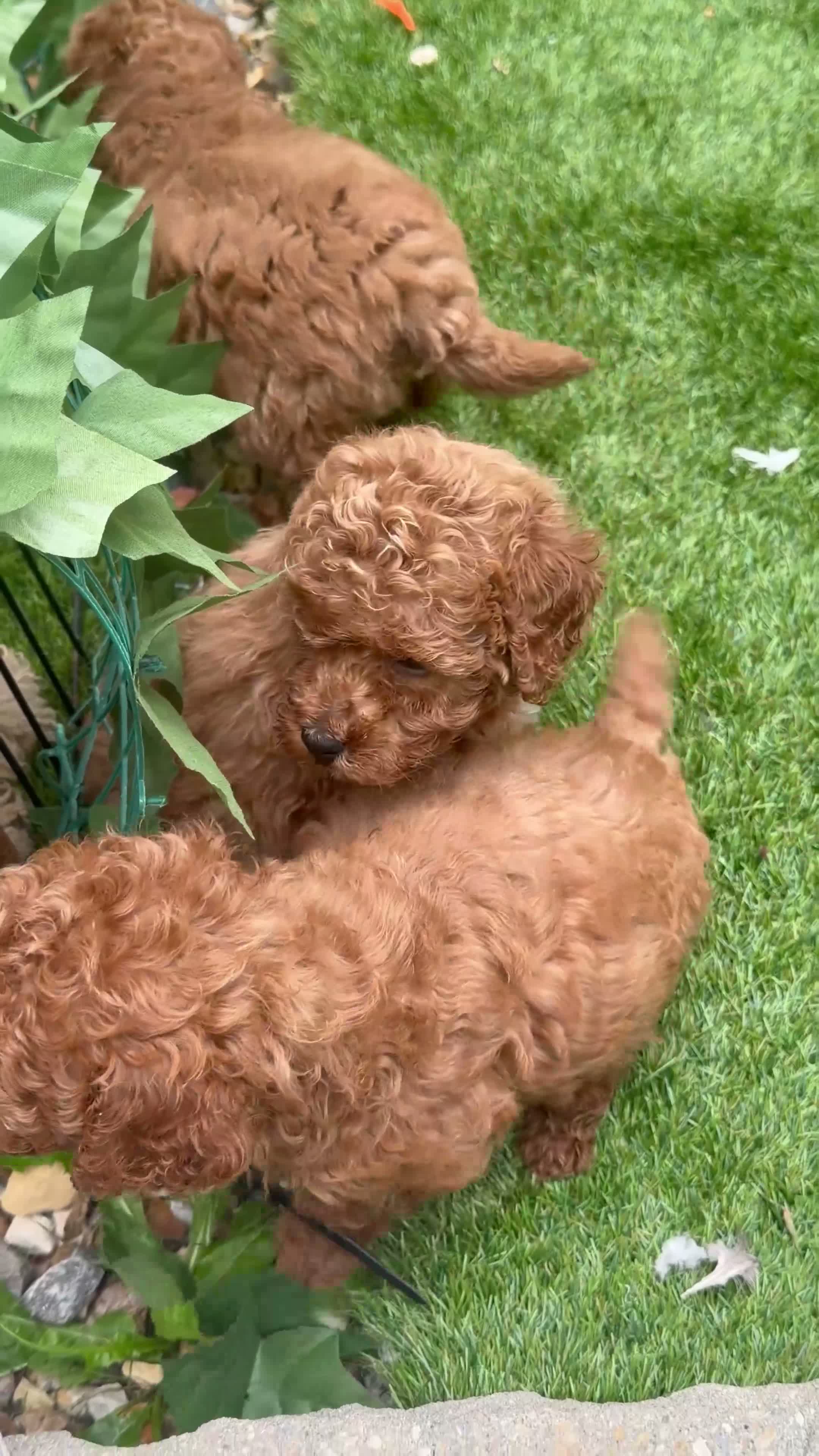 Toy Poodle dogs for sale: Red Fox Toy Poodle puppies in Poole - Video 4