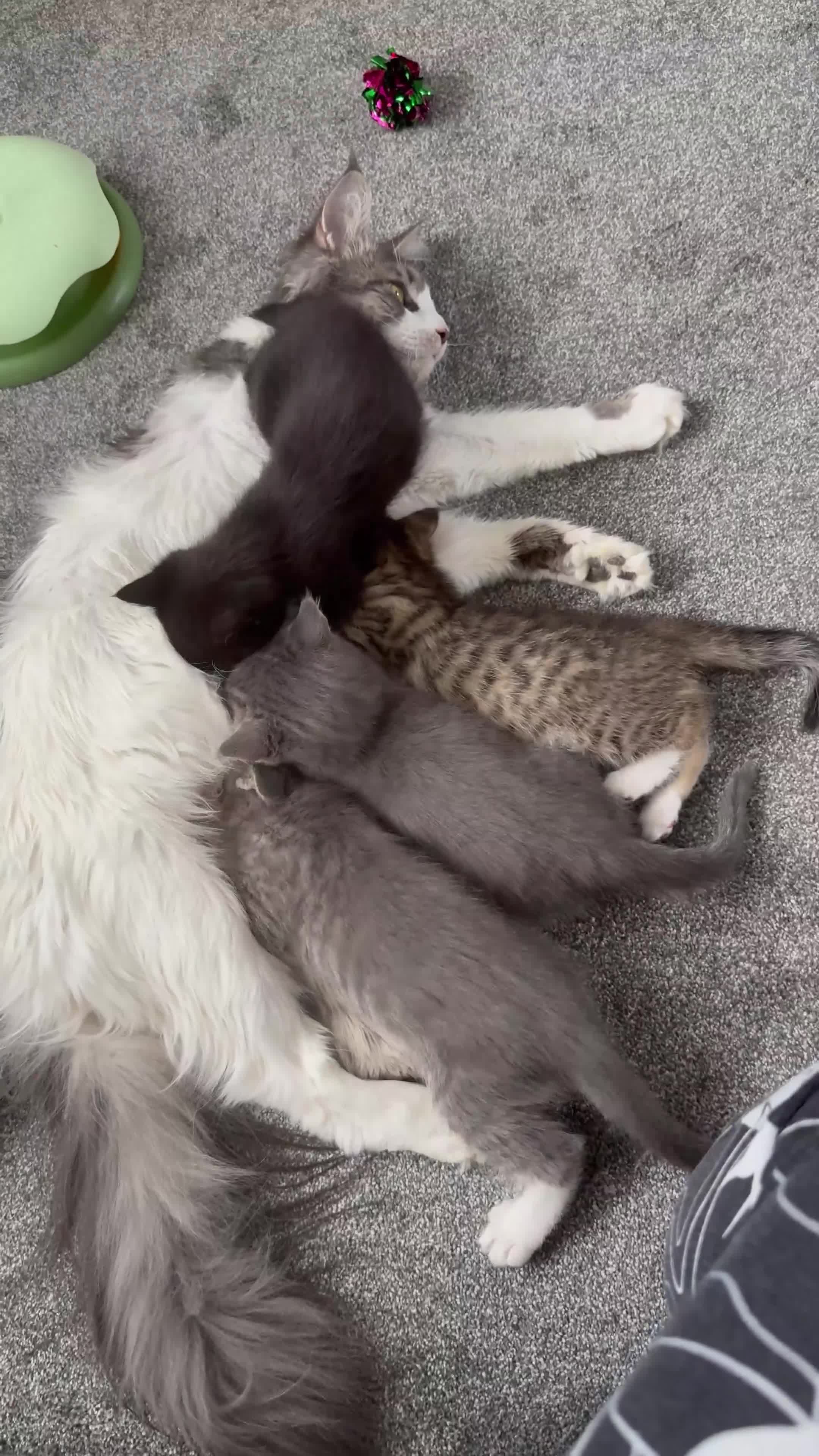 Maine Coon cats for sale: Mixed Maine Coon in Coventry - Video 1