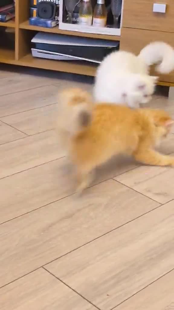 British Longhair cats for sale: Champion Line British Longhair Cats - Video 1