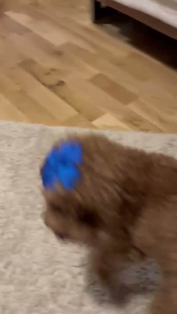 Miniature Poodle dogs for sale: Miniature Toy Poodle  in Princes Risborough - Video 1