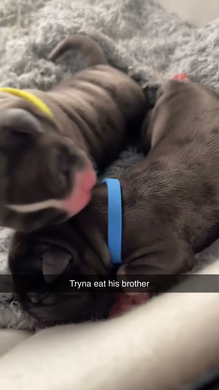 Cane Corso dogs for sale: Zeus the American Mastiff/Cane Corso in London - Video 4