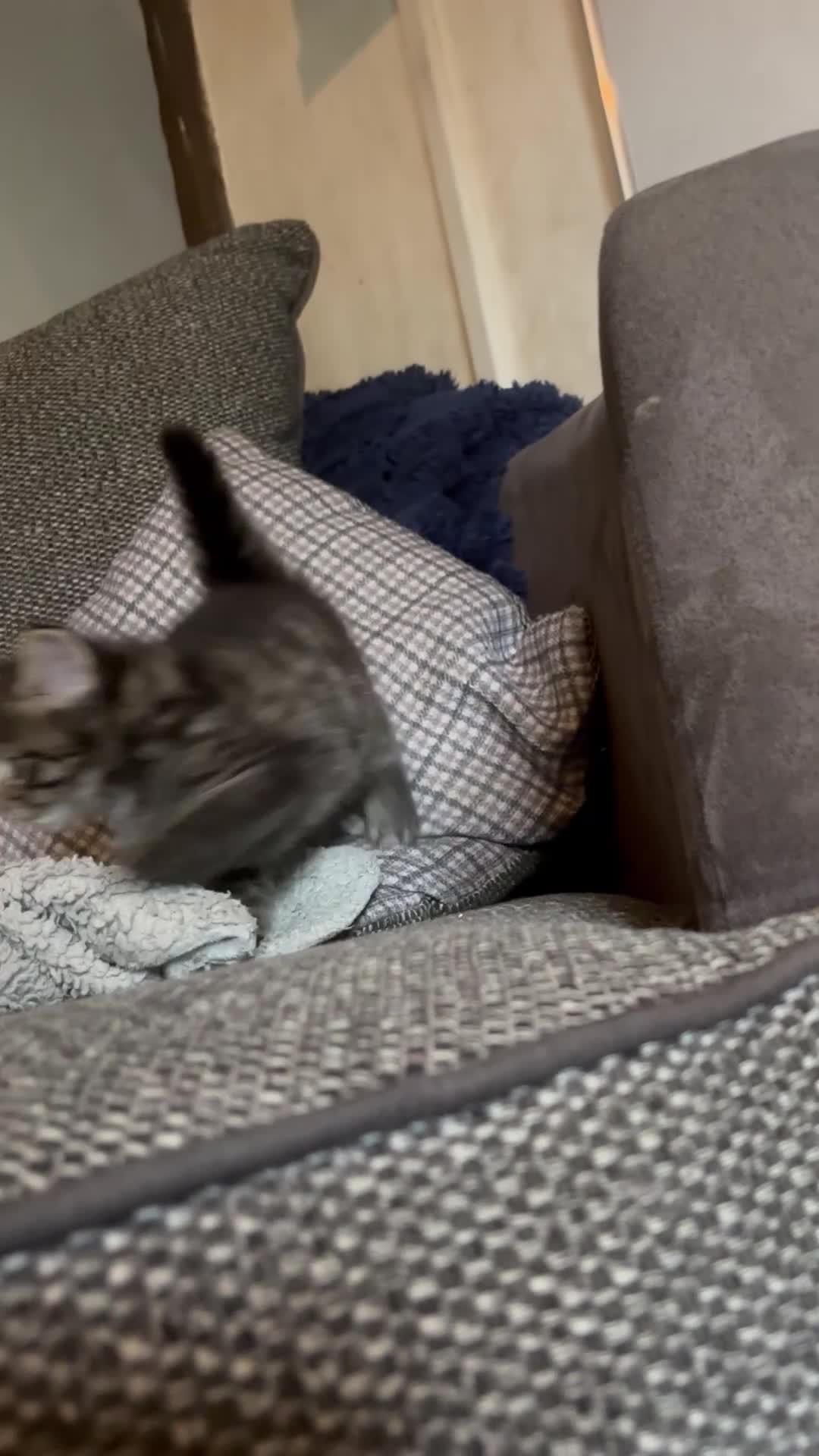 British Longhair cats for sale: Luna’s beautiful longhair tabby kittens 🐾🥰 - Video 2