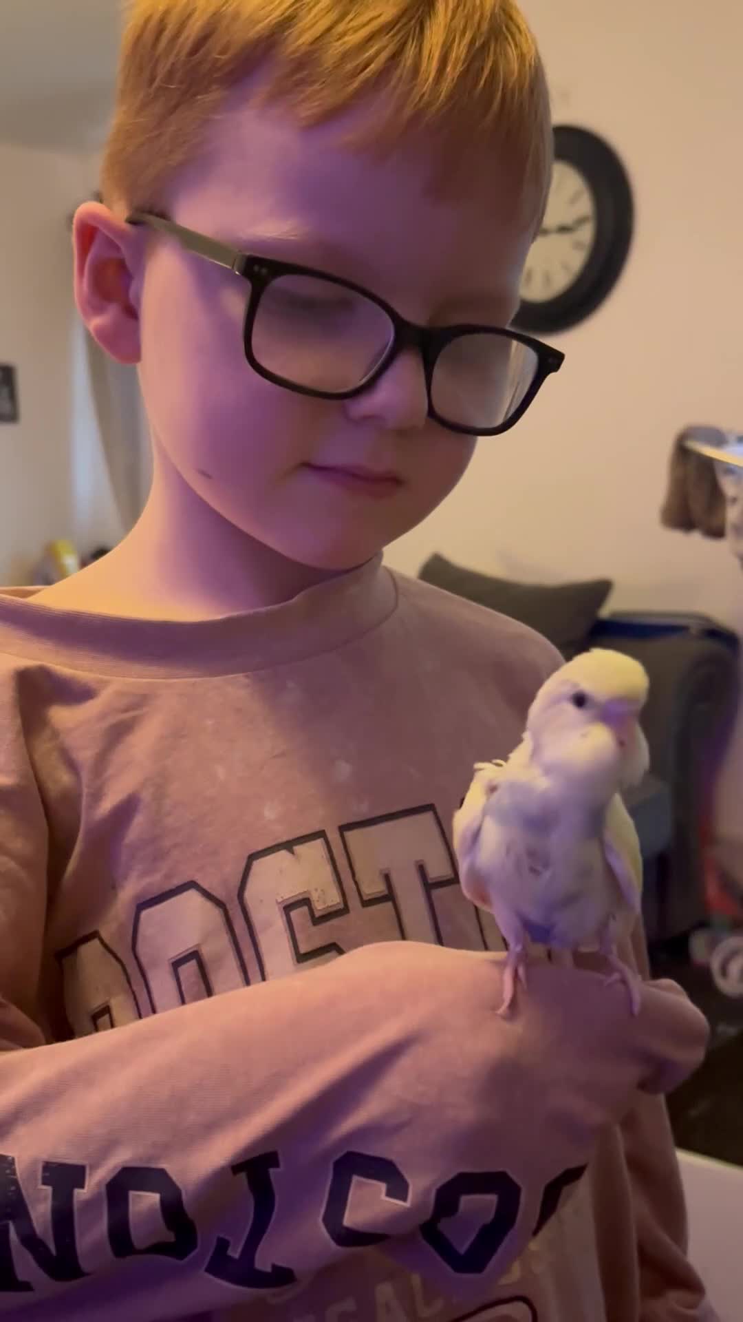 Budgerigars birds for sale: Hand reared baby budgies - Video 2