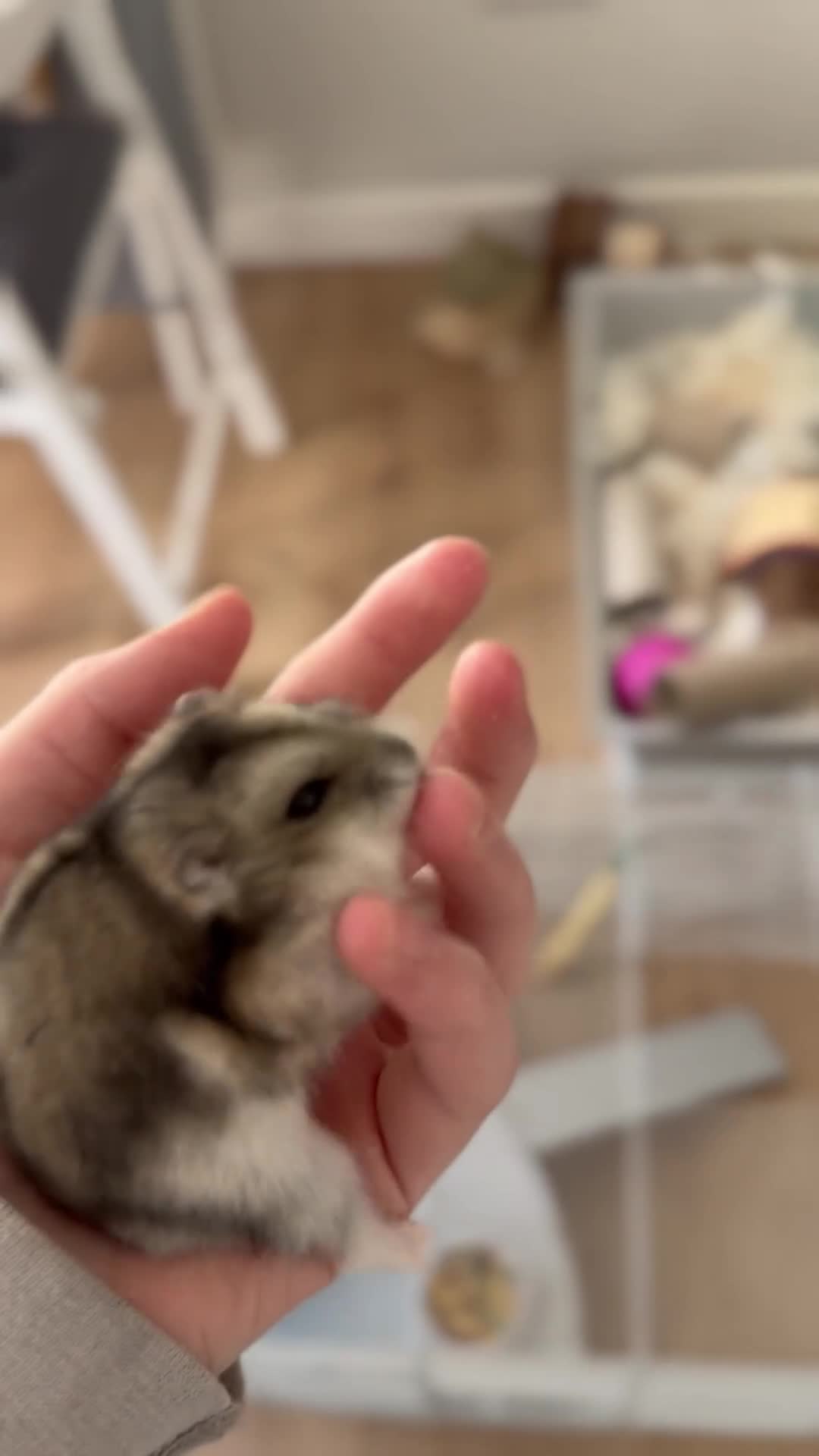 Hamster rodents for sale: male hamster. cage and accessories  - Video 2