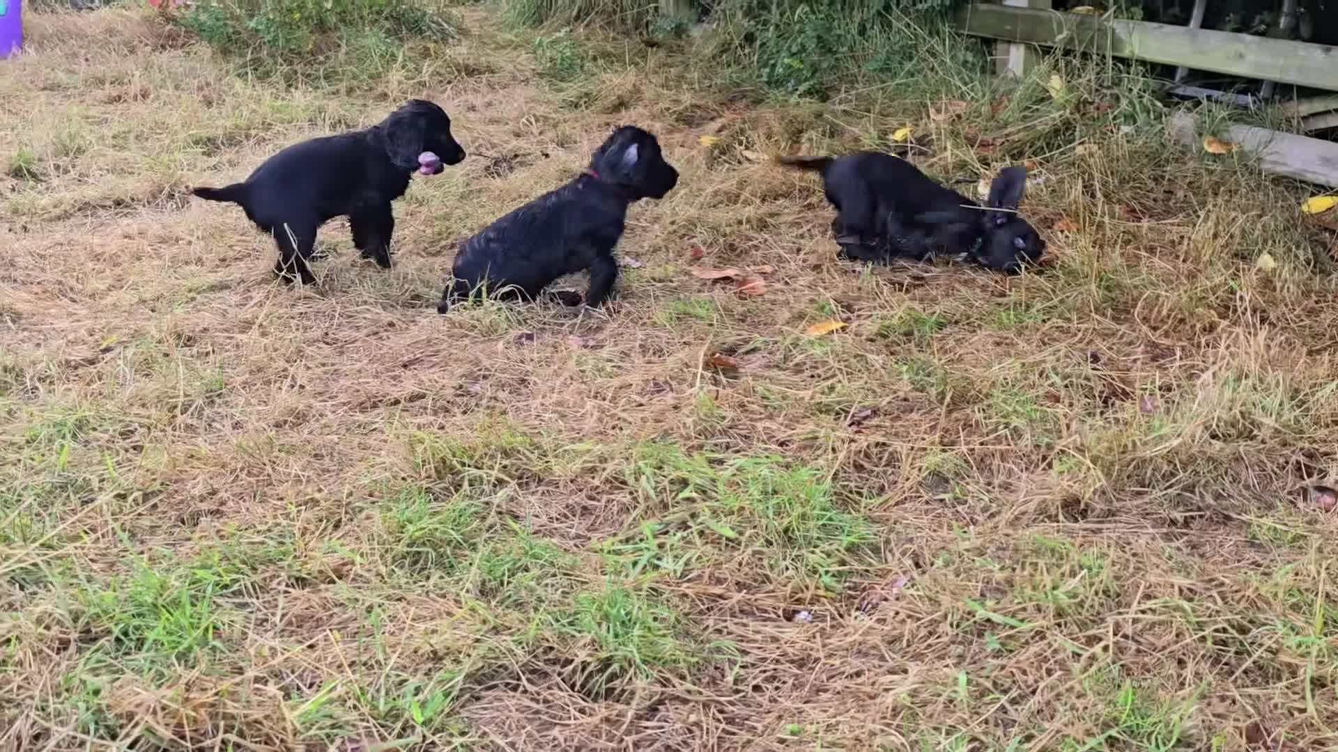 Cocker Spaniel dogs for sale: Stunning Black working Cocker Spaniel Puppies - Video 2