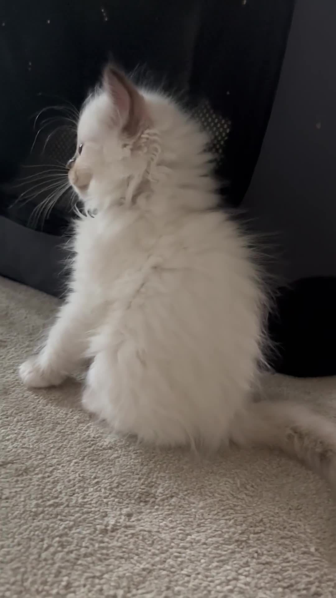 Ragdoll cats for sale: Stunning gccf lilac colourpoint boy available  - Video 1