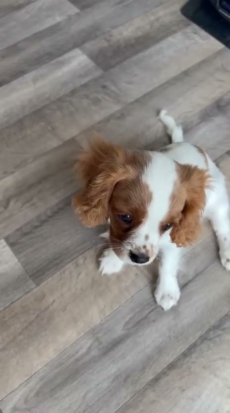 Cavalier King Charles Spaniel dogs for sale: DNA Tested Cavalier King Charles Puppy Bleinham - Video 1