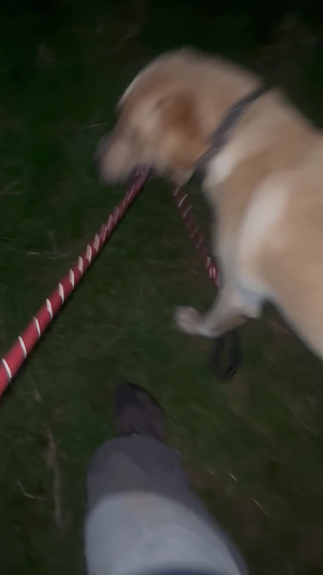 Labrador Retriever dogs for sale: Pedigree Labrador microchipped and kc registered  - Video 1