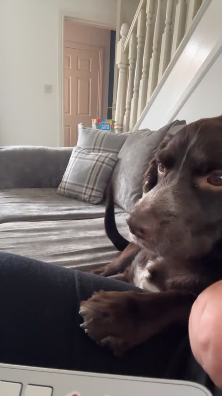 Sprocker dogs for sale: 2 year old Sprocker  - Video 2