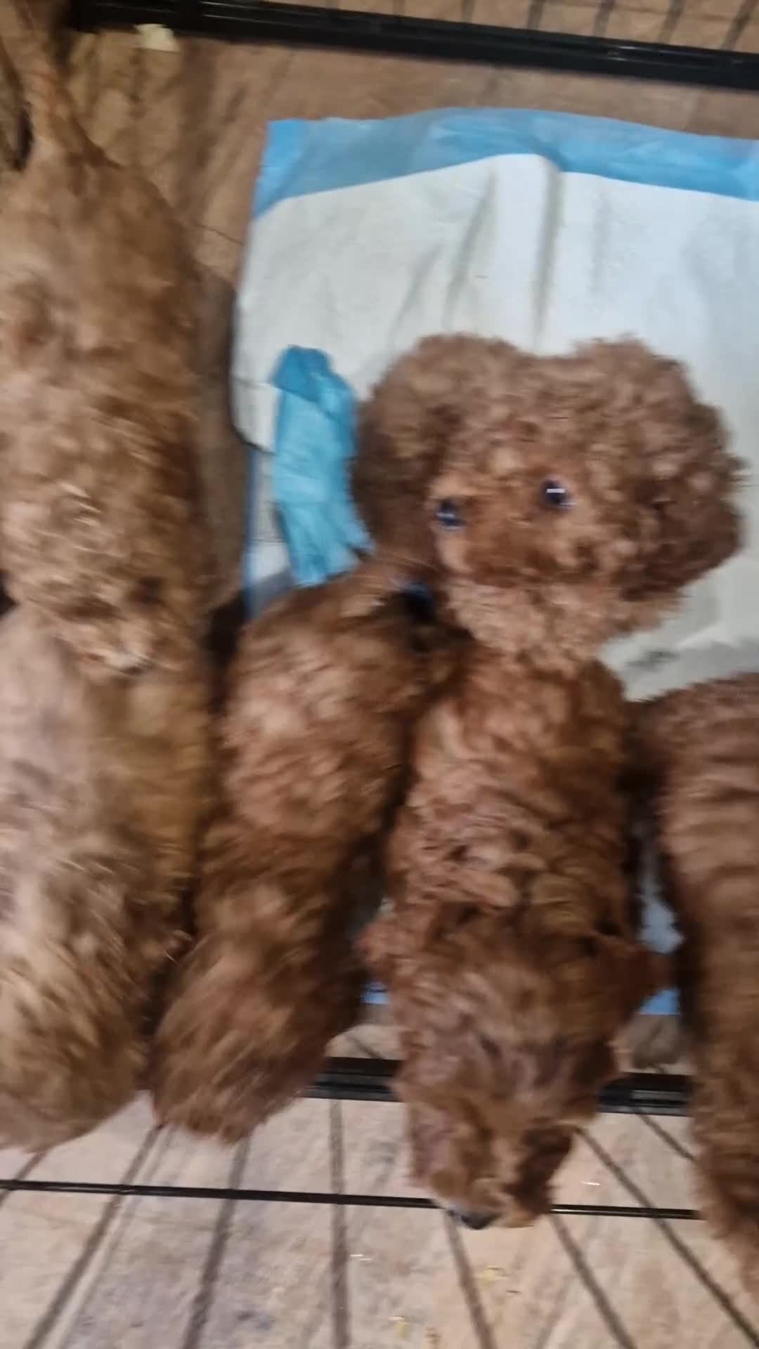 Cockapoo dogs for sale: Gorgeous foxred cockapoo puppies  - Video 1