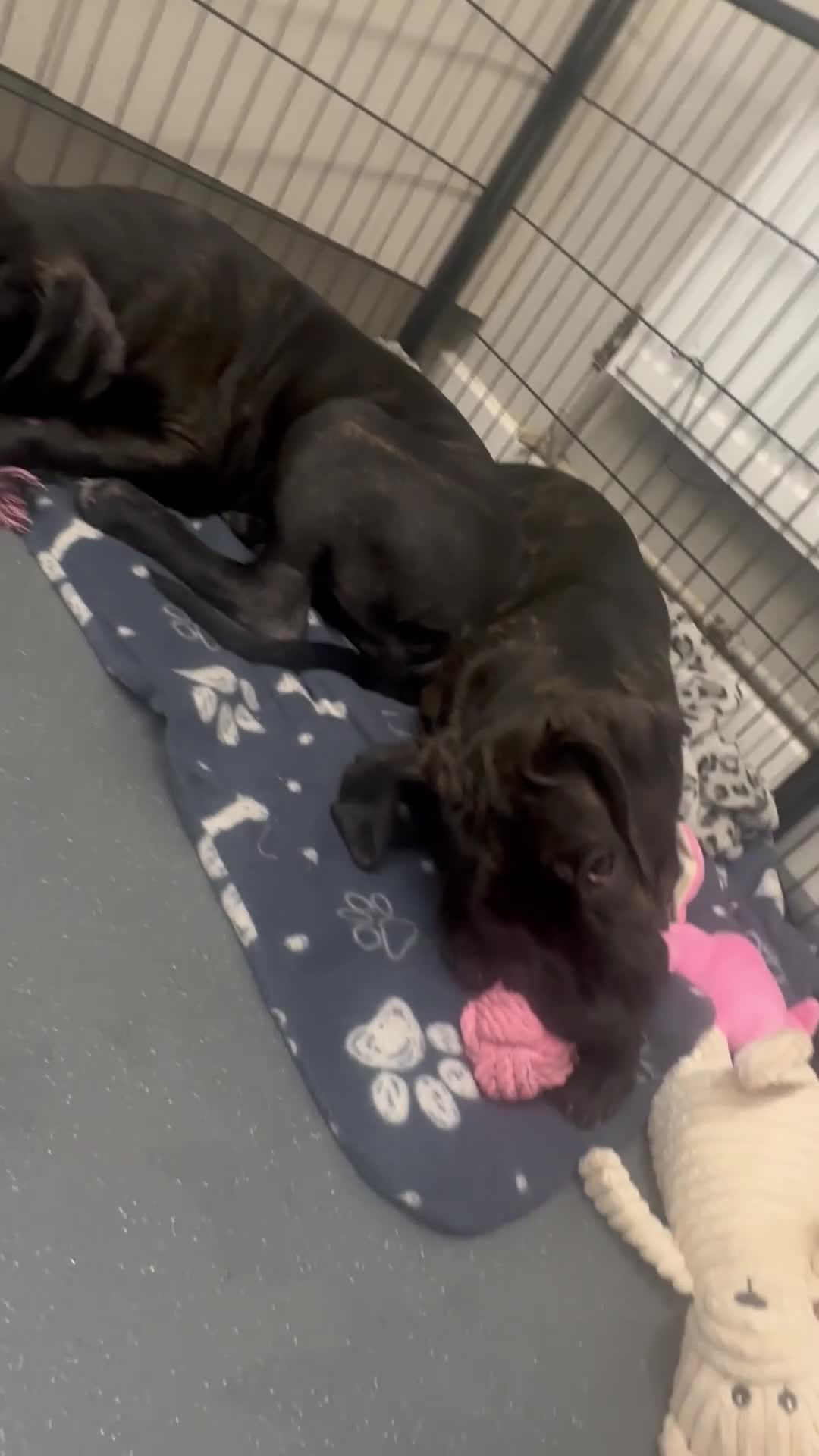 Cane Corso dogs for sale: CLOSING ADVERT ONCE REVIEWS ARE MADE - Video 2