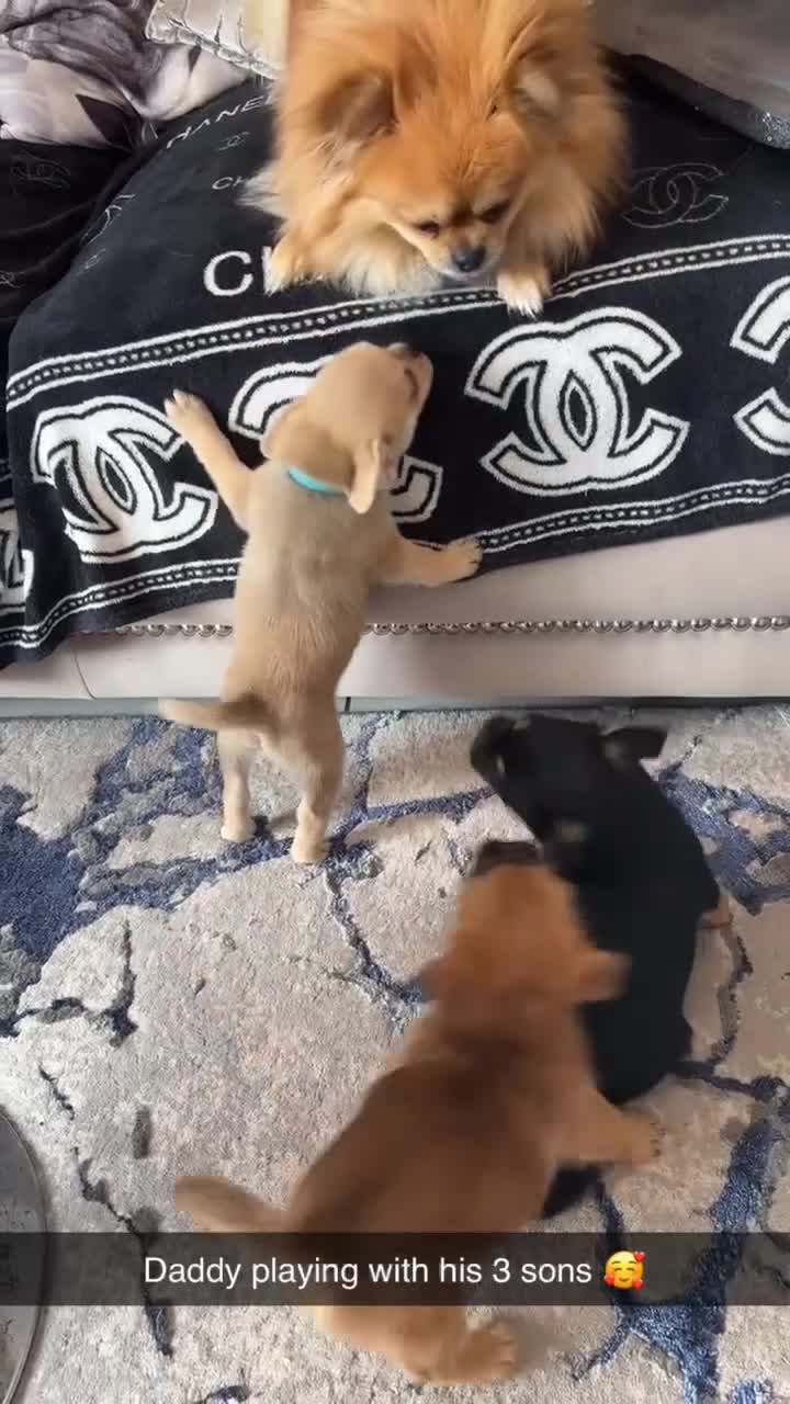 Mixed Breed dogs for sale: Only 2 males of 6 adorable small rare breed pups - Video 1