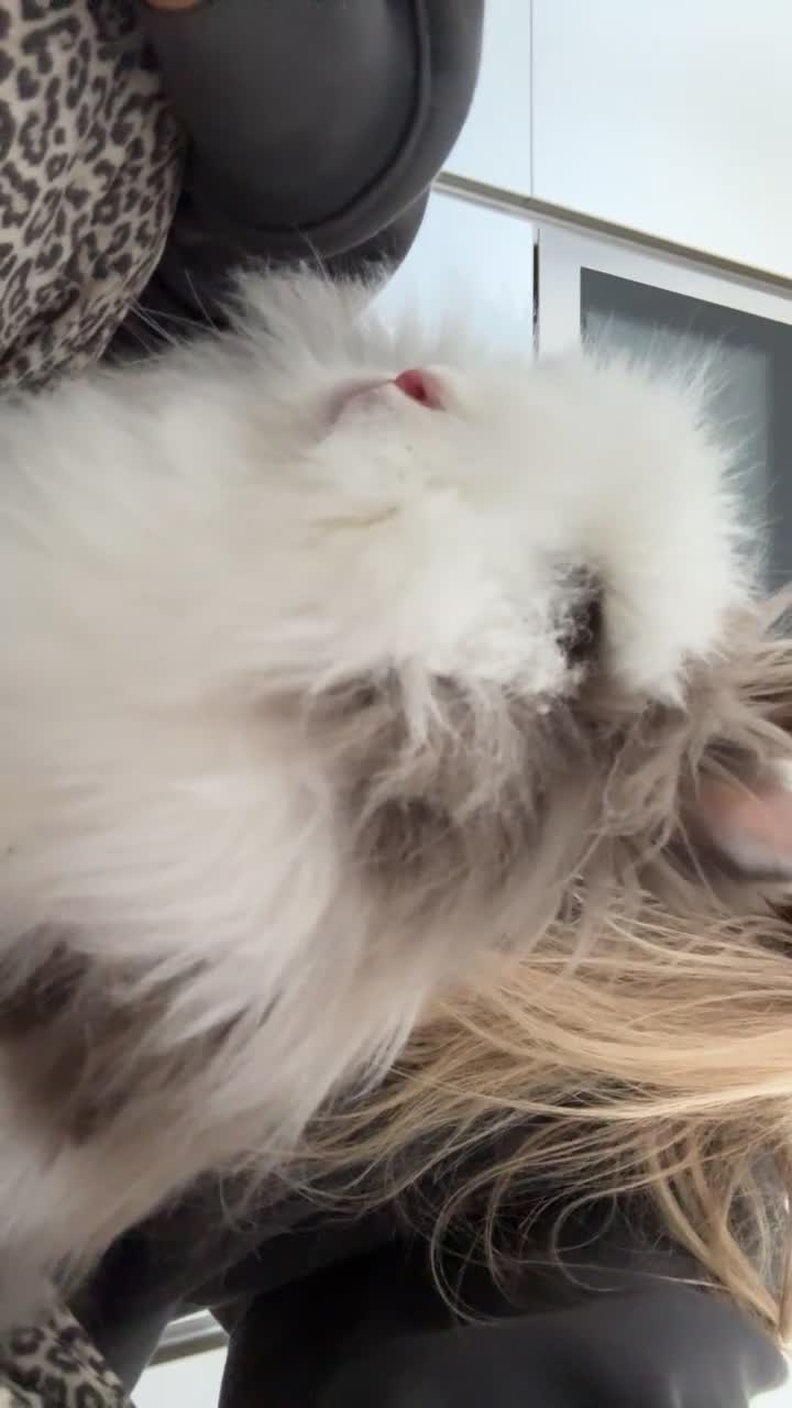 Lionhead rabbits for sale: Two Double main lionheads  - Video 3