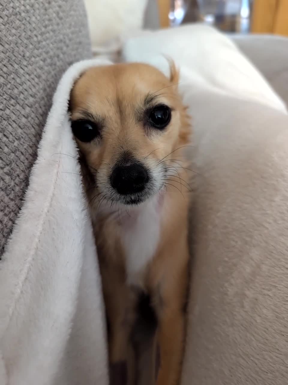 Chihuahua dogs for adoption: Sookie and Piper - Bonded Pair for Adoption 🩷  - Video 1