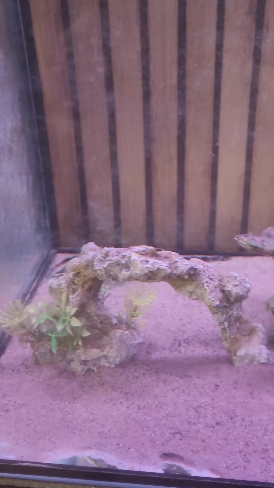 Axolotl reptiles for sale: Leucistic axolotl (8 months old) - Video 1