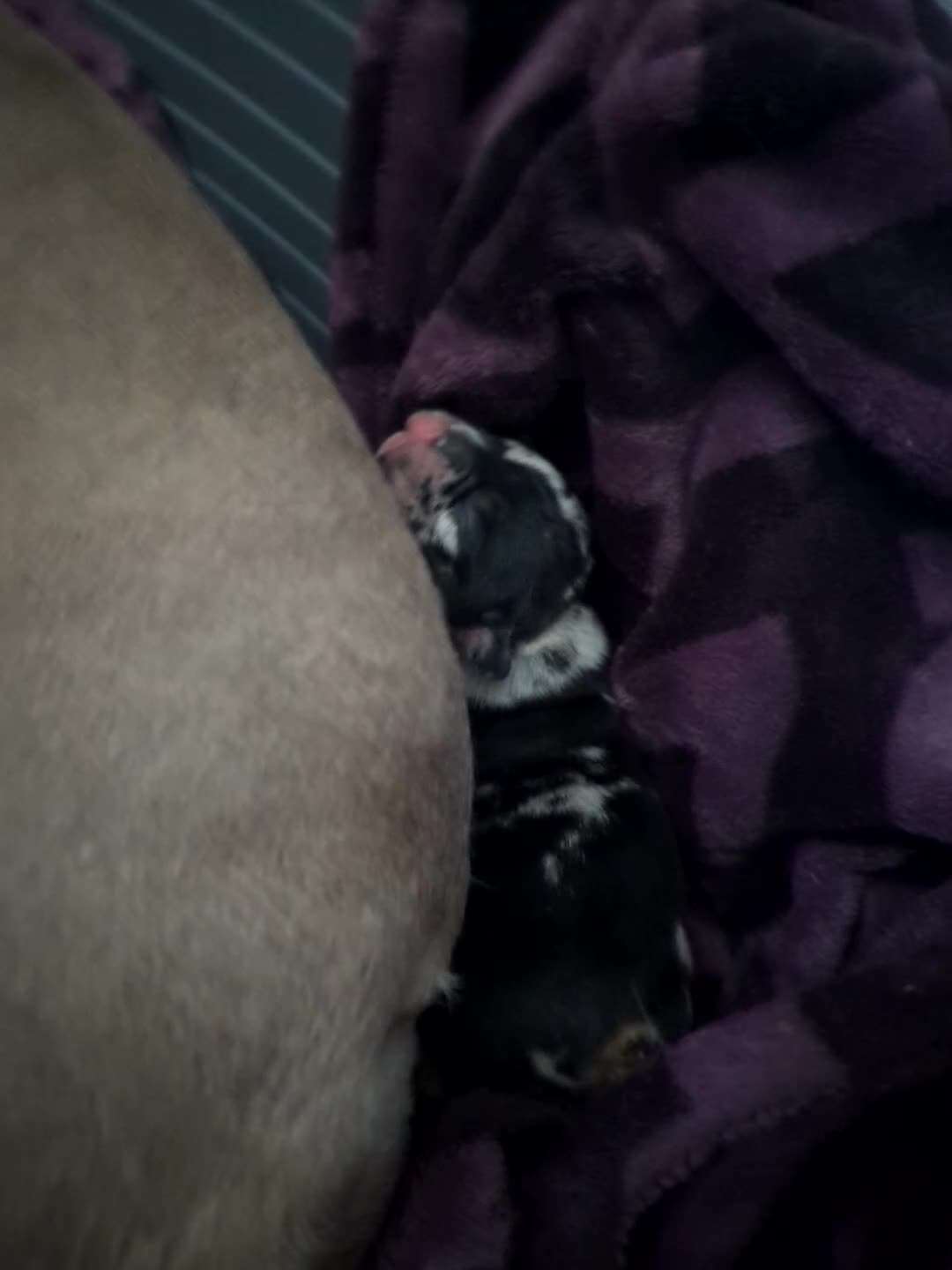 French Bulldog dogs for sale: French bulldogs for sale in Livingston - Video 2