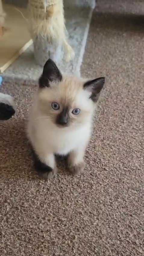 Ragamese cats for sale: Gorgeous Ragdoll x Siamese Kittens - Video 1