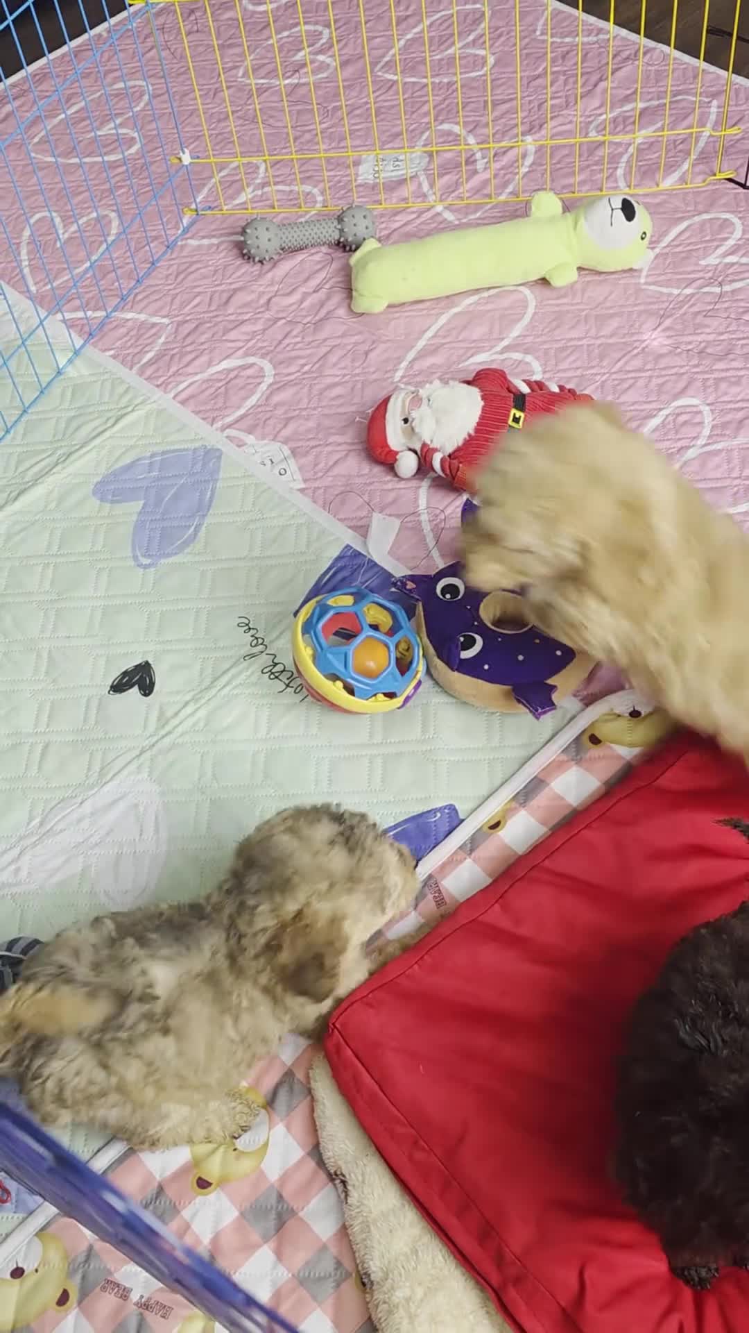 Cockapoo dogs for sale: Gorgeous Cockapoo puppies - Video 1