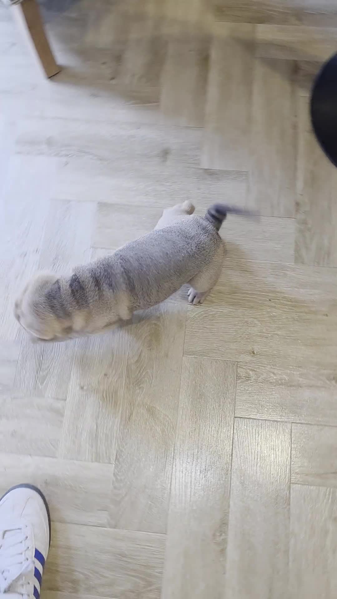 Shar Pei dogs for sale: Shar pei pups  - Video 2