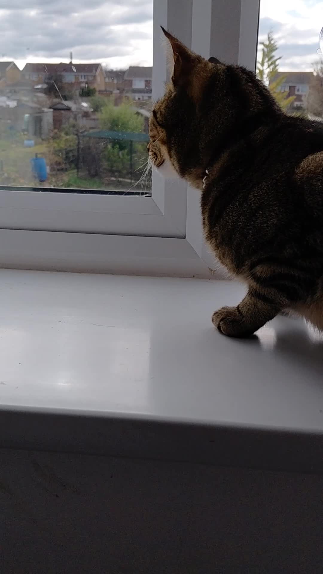 Bengal cats for sale: Simba Gorgeous Bengal boy - Video 2