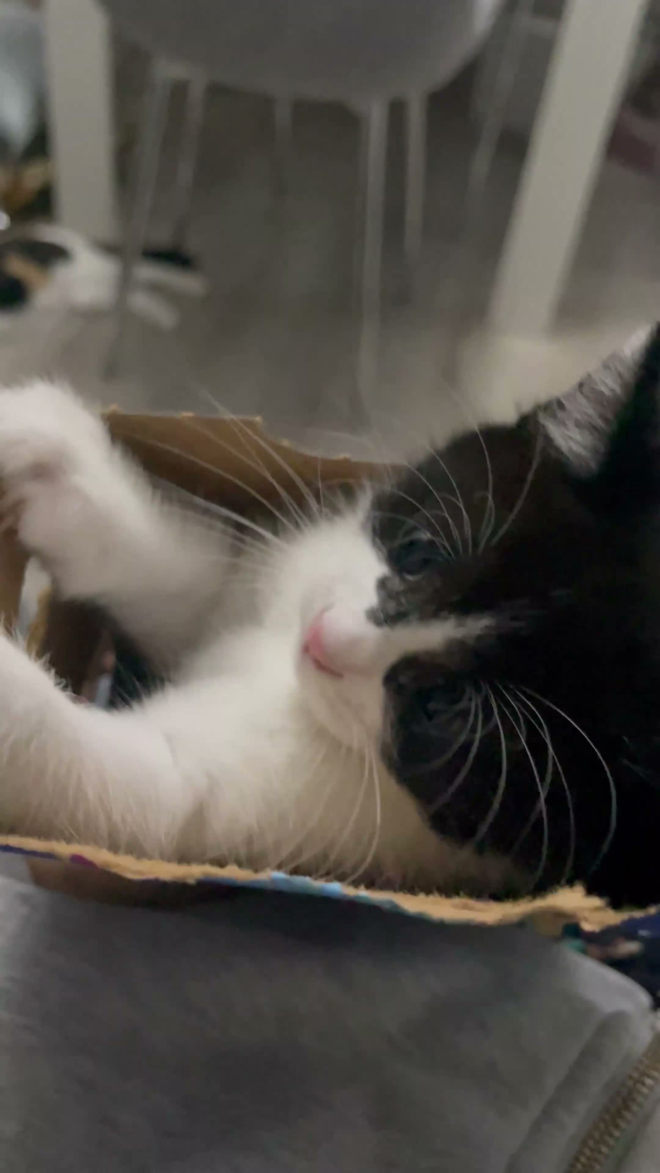 Mixed Breed cats for sale: Mixed bread tuxedo black and white - Video 1