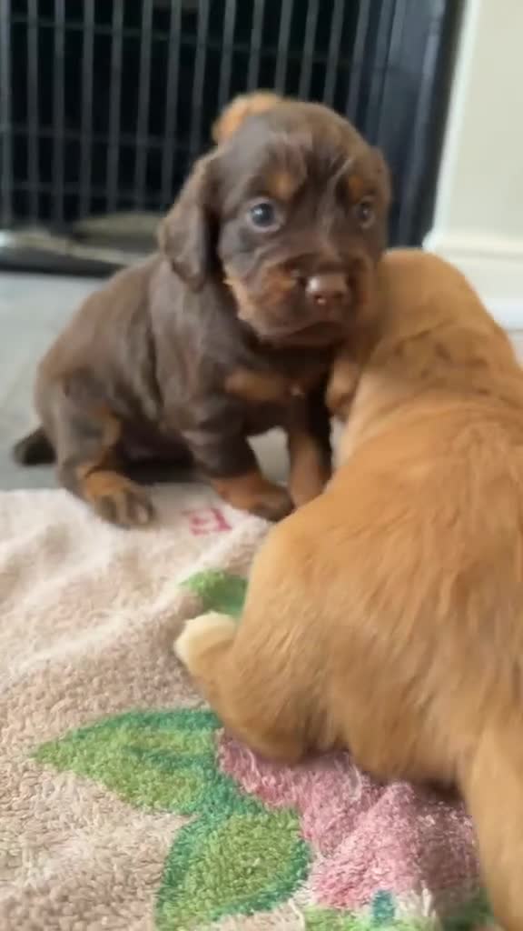 Cocker Spaniel dogs for sale: Stunning kc registered working cocker spaniels - Video 2