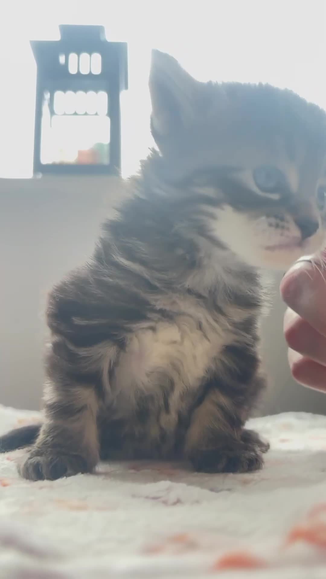 Maine Coon cats for sale: 4 Maine Coon kittens -friendly, cuddly, ready may - Video 2