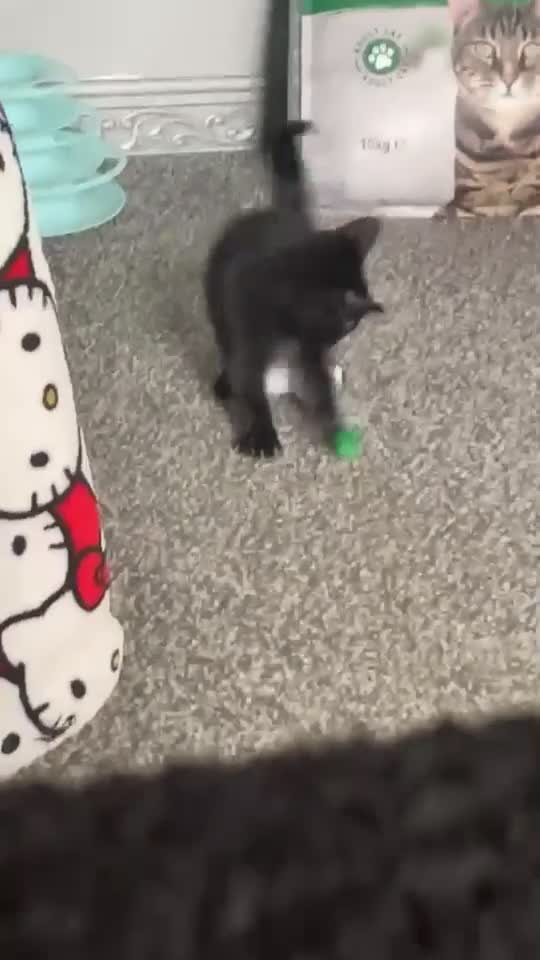 American Shorthair cats for sale: 1 Male Black Kitten! - Video 2