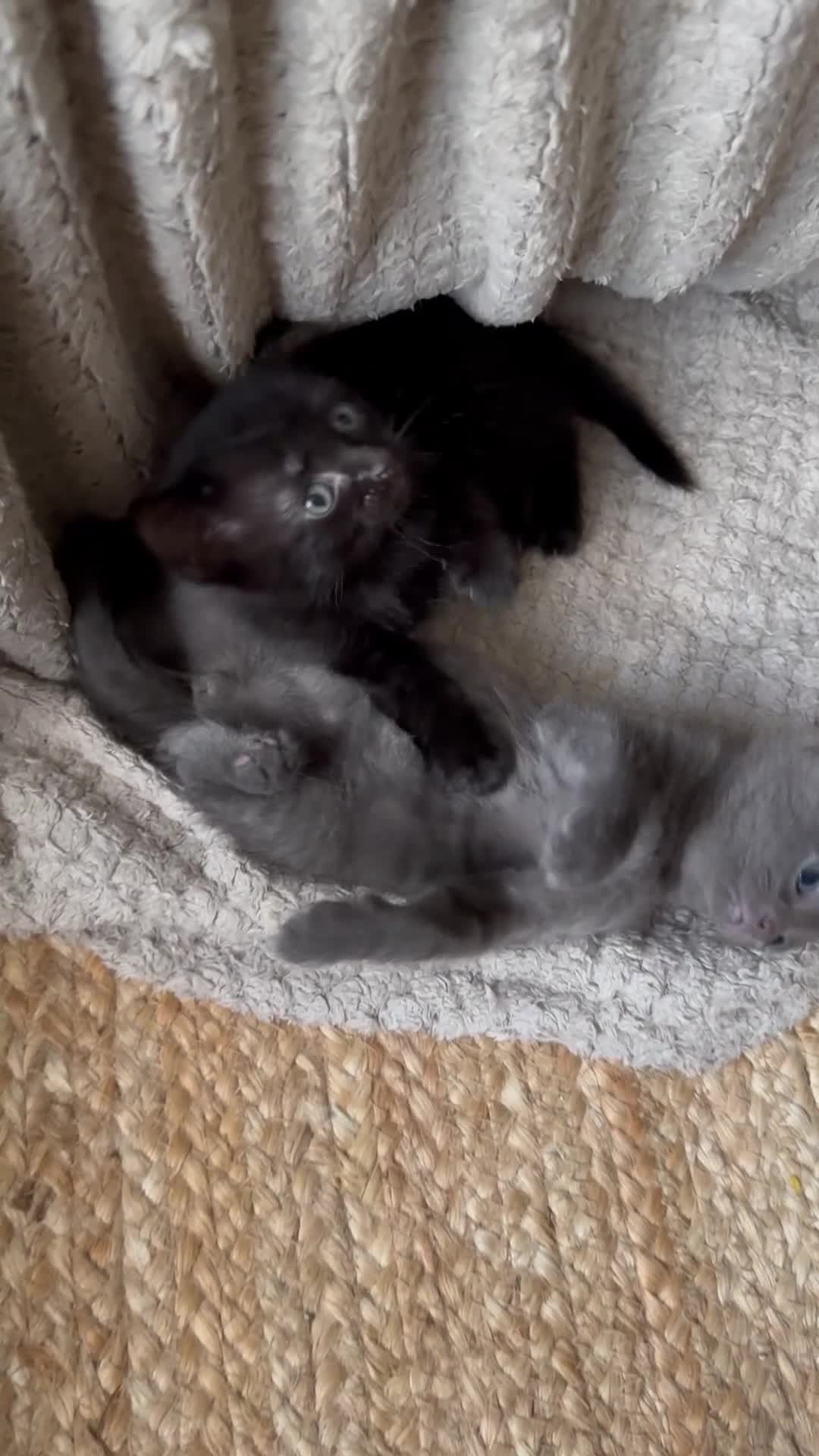 Mixed Breed cats for sale: Black and Blue/ Grey Domestic Short Hair Kittens in Harlow - Video 5
