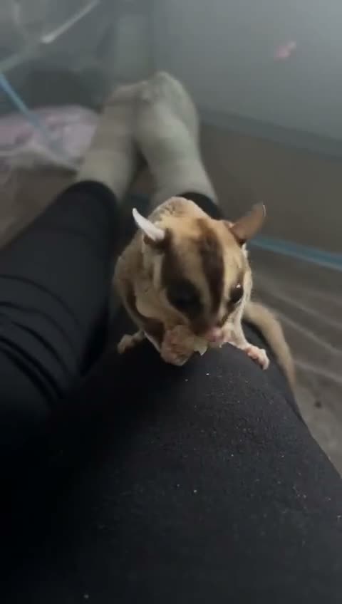 Sugar Glider rodents for sale: 5 sugar gliders - Video 3