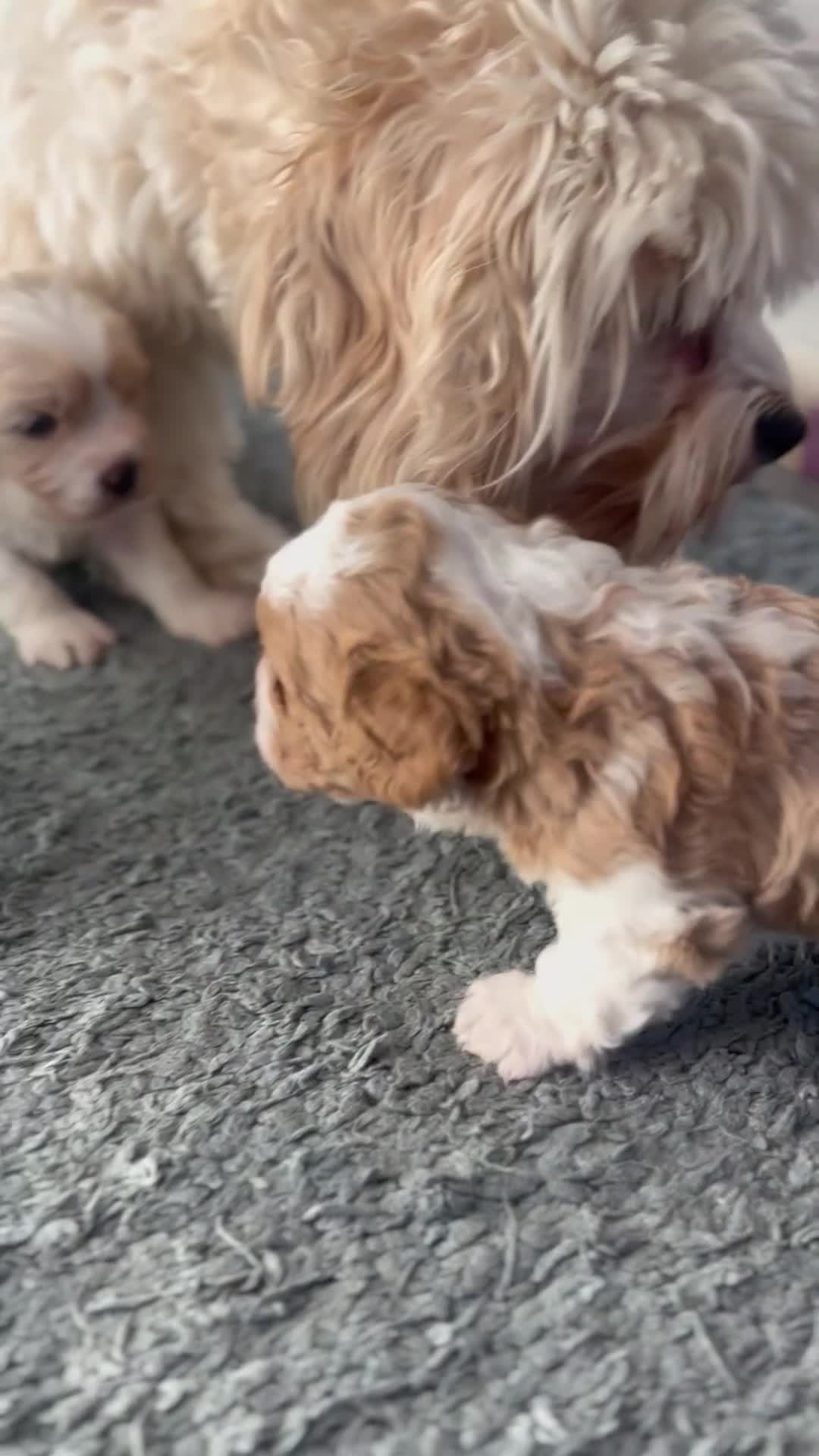 Cavachon dogs for sale: Beautiful cavachon puppies  - Video 1