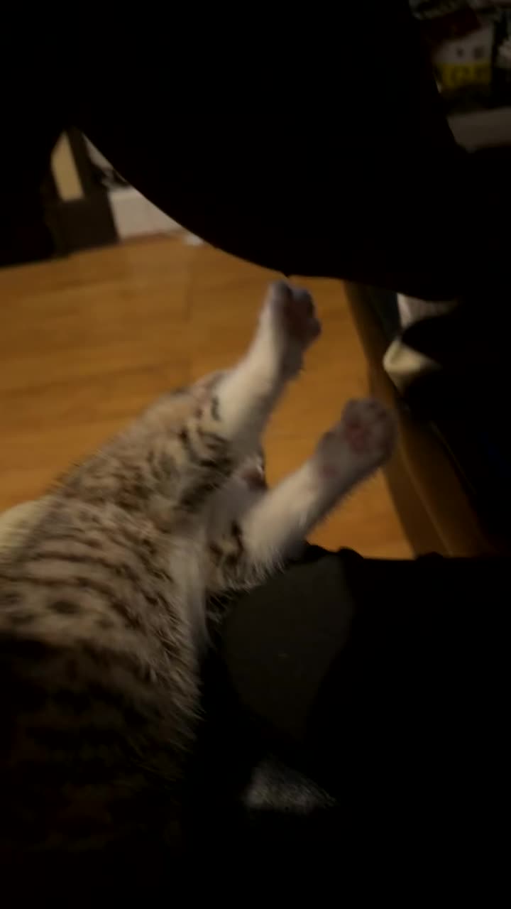 Persian cats for sale: Shorthair RagDoll Persian X British longhair  - Video 3