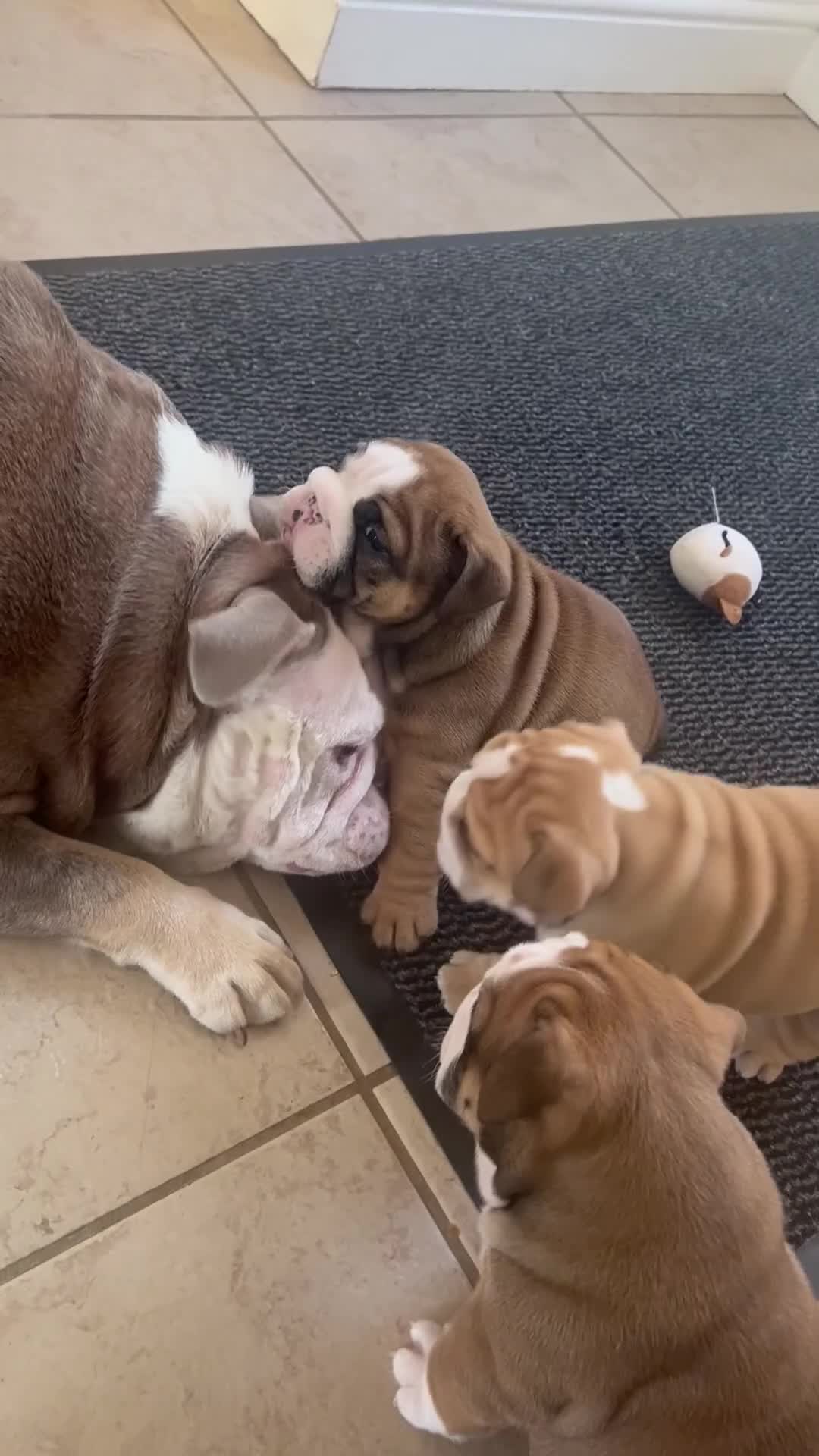English Bulldog dogs for sale: Outstanding Quality English Bulldog Puppies in Scarborough - Video 1