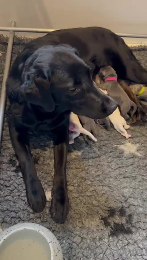 Labrador Retriever dogs for sale: KC Reg Fully Health Tested Labrador Pups - Video 1