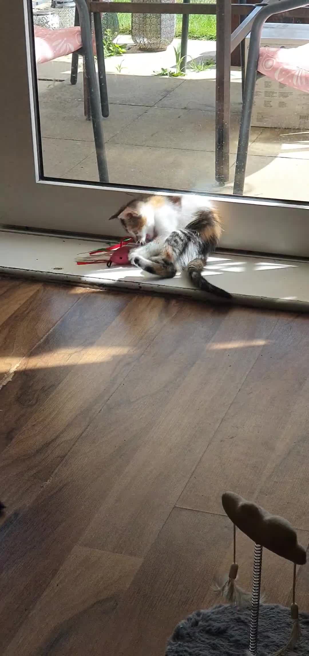 Mixed Breed cats for sale: 3 BEAUTIFUL KITTENS 😸 LOOKING FOR FOREVER HOME   - Video 3