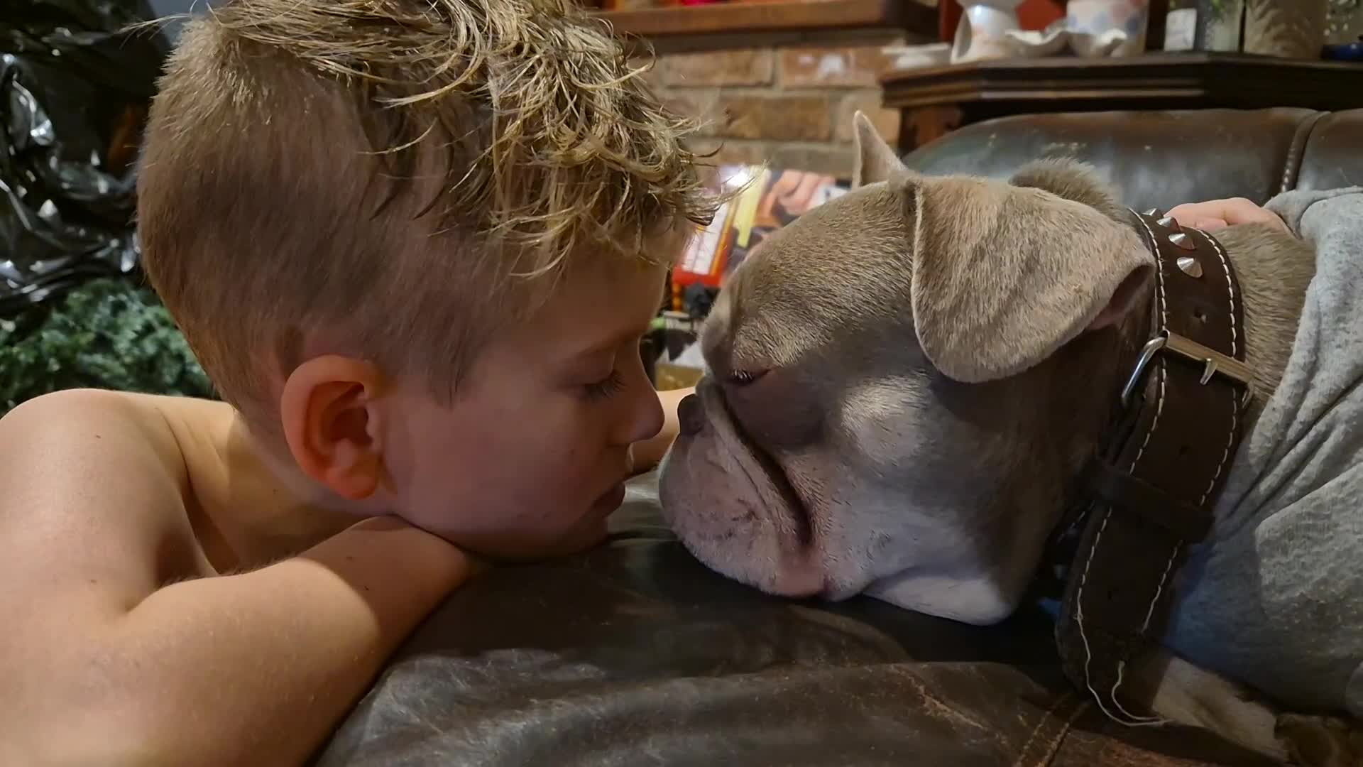 French Bulldog dogs for stud: Isabella French Bulldog for Stud - Video 2