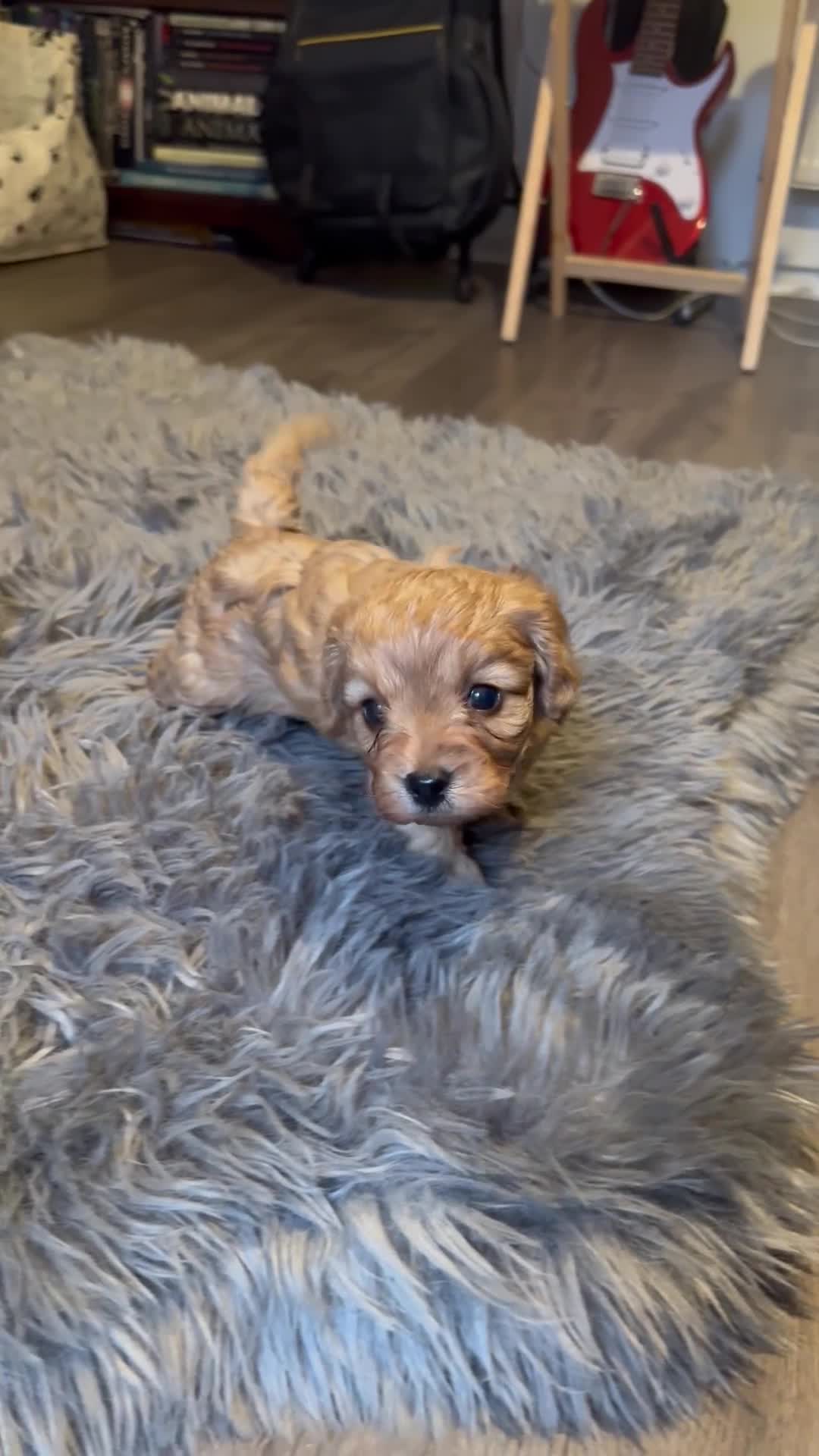 Cavapoo dogs for sale: 4 Gorgeous f1 Cavapoo’s. Parents health tested - Video 2