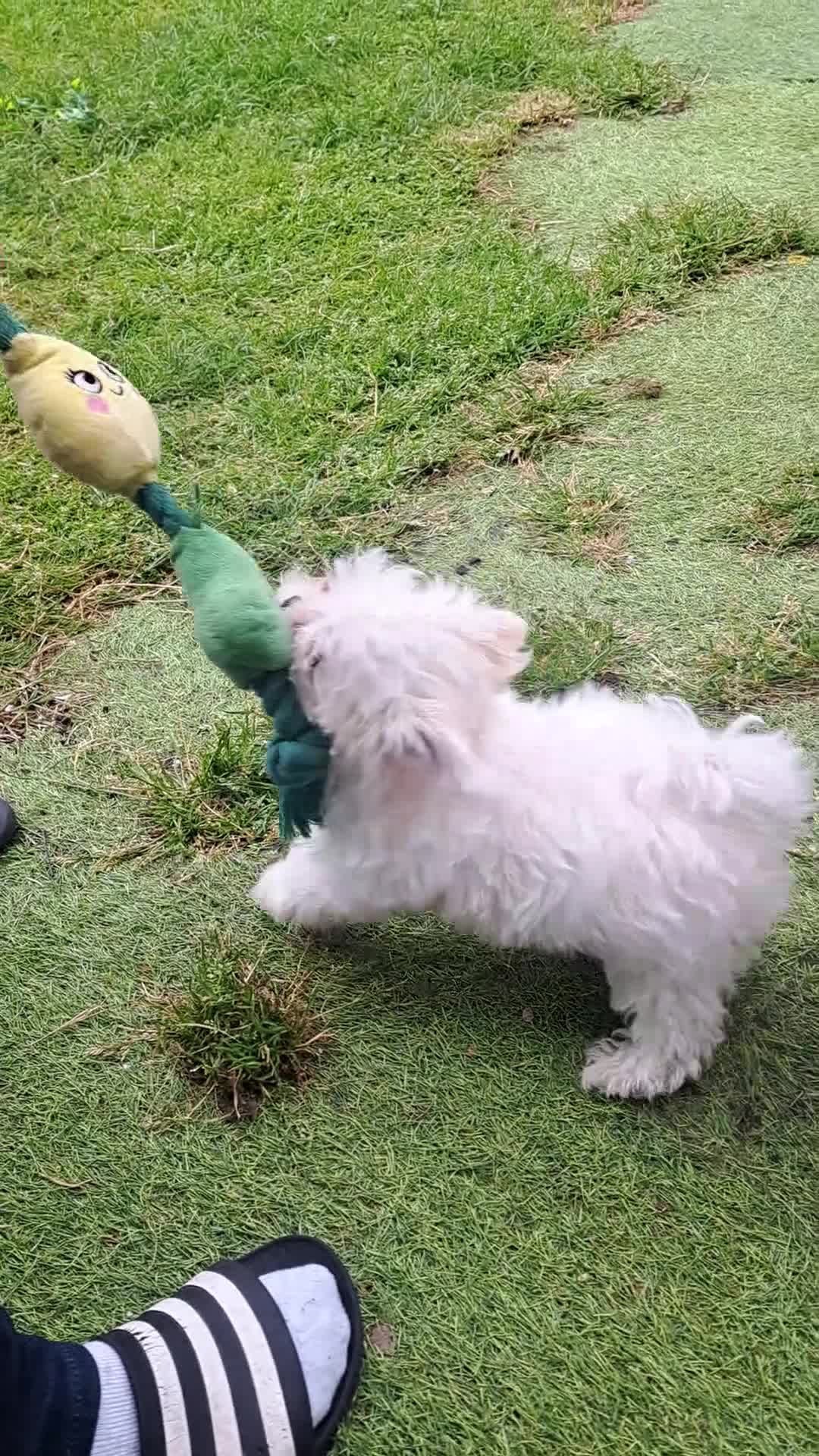 Maltese dogs for sale: 🐾 Beautiful Maltese puppy for sale 🐾 - Video 1
