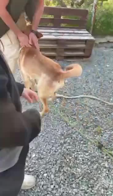 Mixed Breed dogs for adoption: Carlos wants his forever home  in Mexborough - Video 4