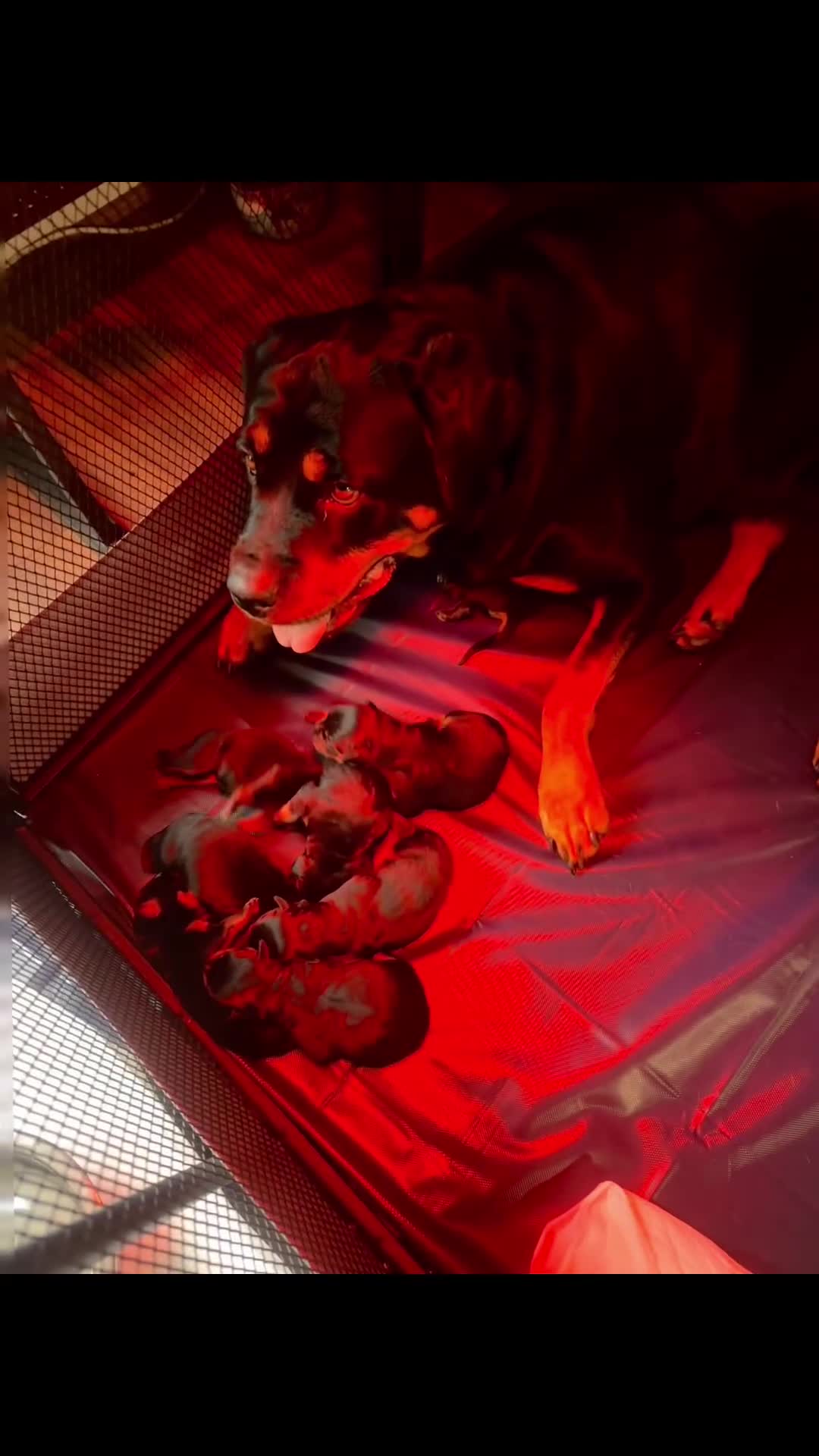 Rottweiler dogs for sale: 8 beautiful chunky Rottweiler puppies  - Video 1