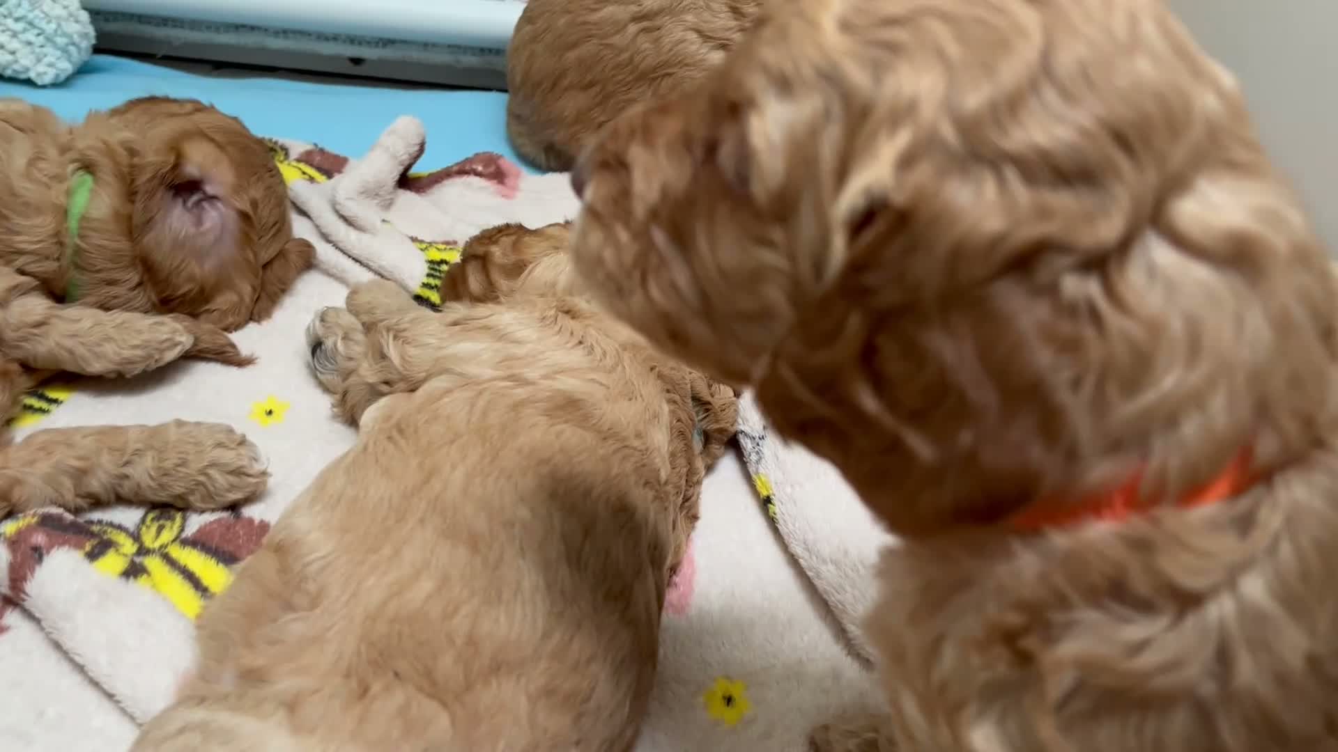 Cockapoo dogs for sale: X6 Cockapoo Puppies in Swindon - Video 4