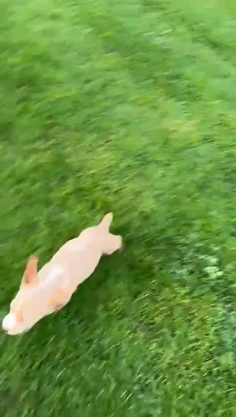 Cocker Spaniel dogs for sale: Beautiful Family Red and Lemon Cocker Spaniel Pups - Video 1