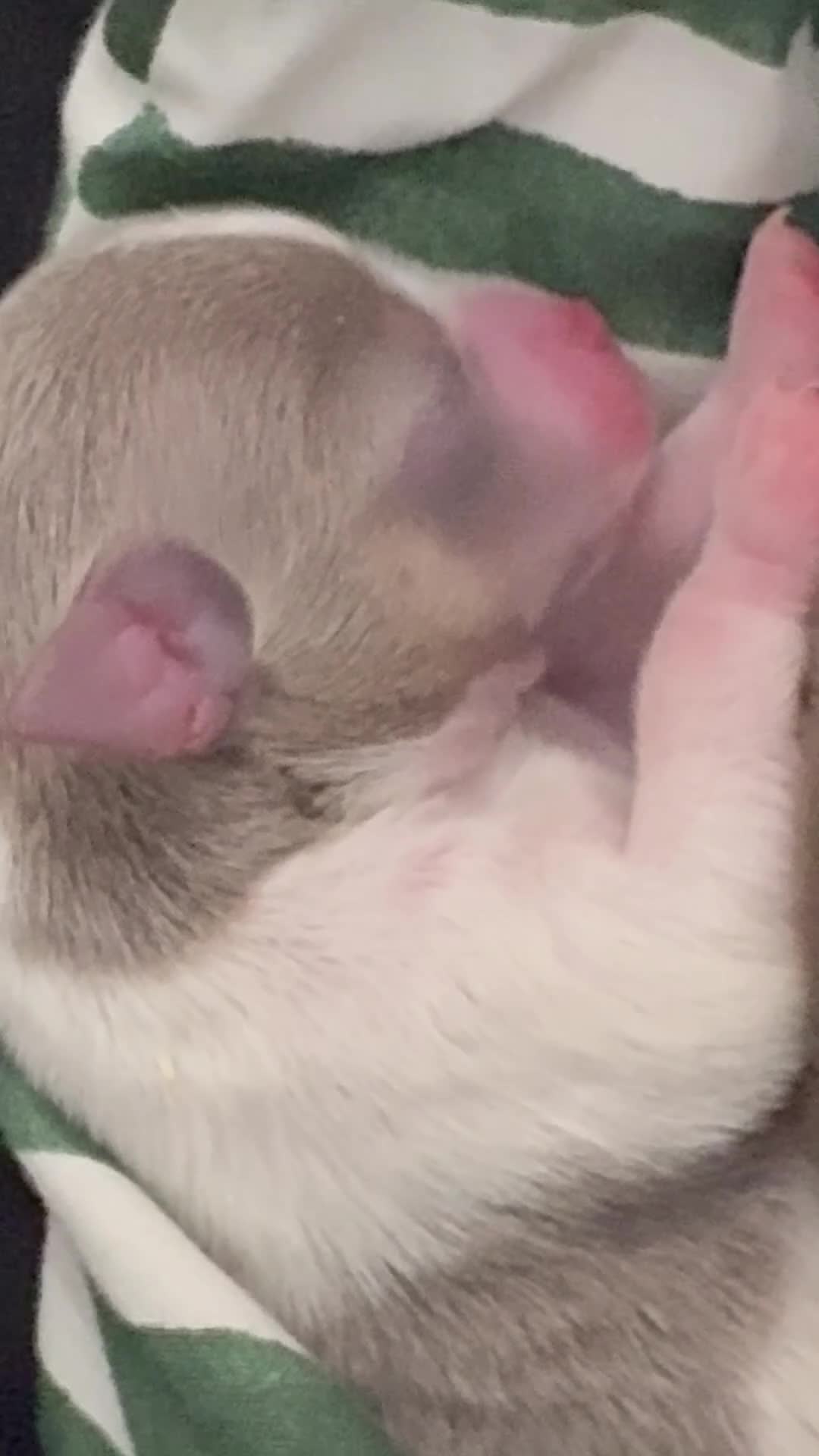 Chihuahua dogs for sale: Lilac Parti & choc tan parti Chihuahuas  - Video 1