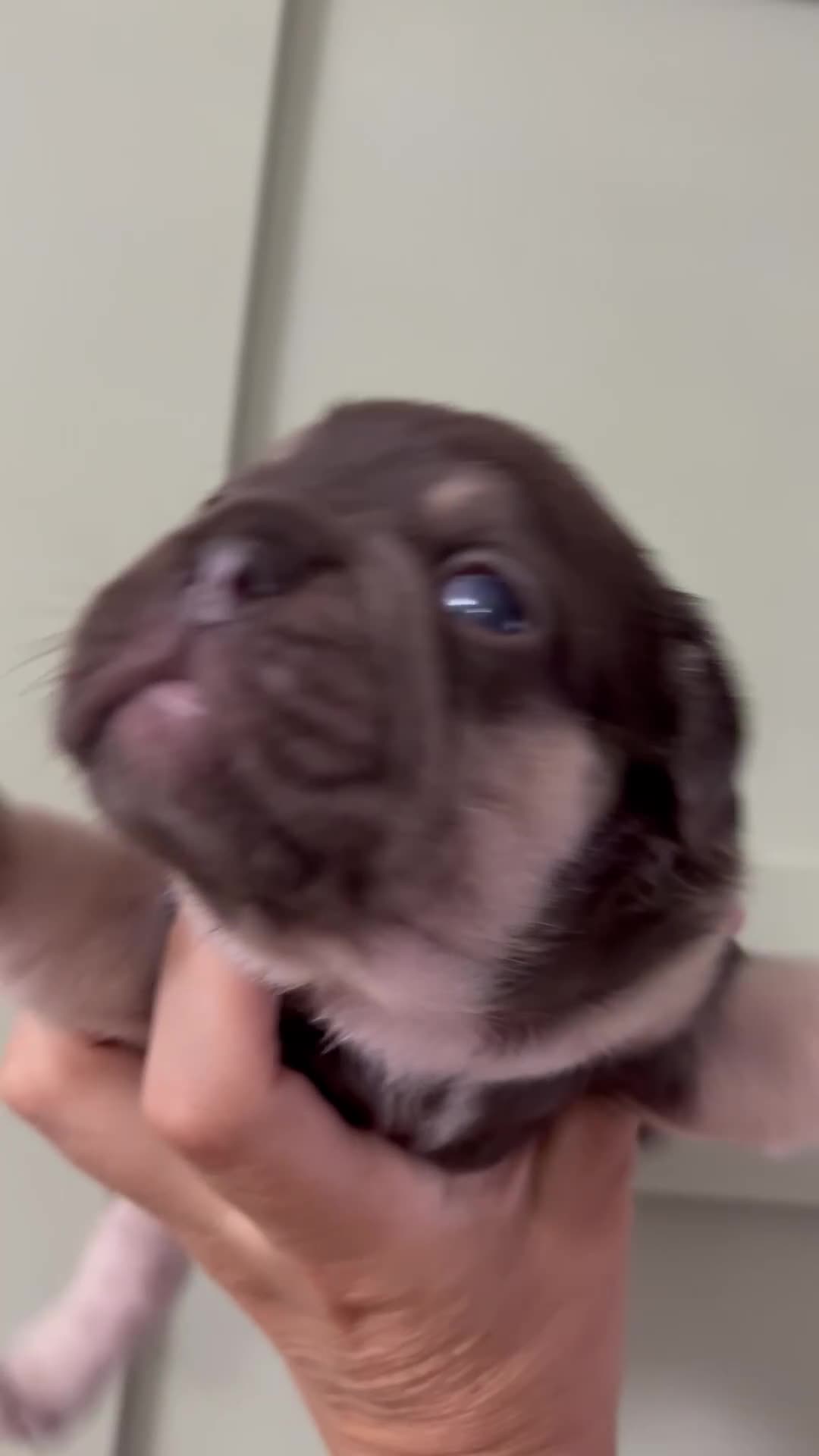 French Bulldog dogs for sale: Beautiful KC Registered French bulldog puppies in London - Video 4