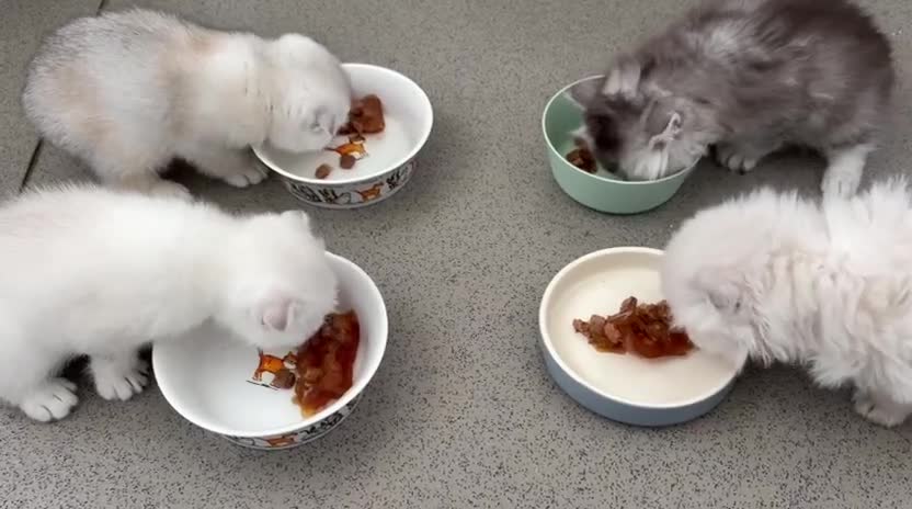 Scottish Fold cats for sale: Adorable Scottish Fold Kittens - Video 1
