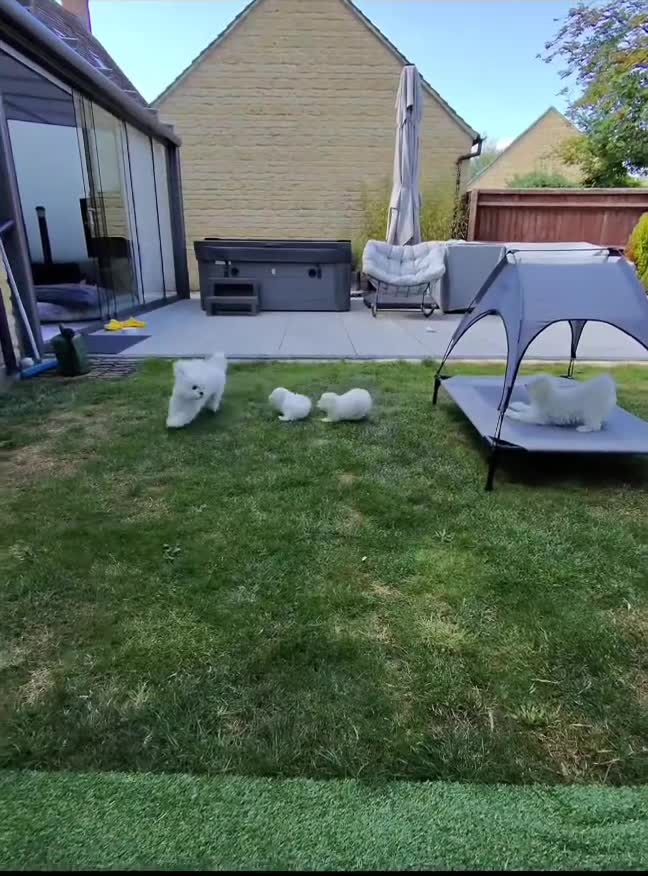 Maltese dogs for sale: Beautiful Maltese – KC, korean-Champion Bloodline - Video 1
