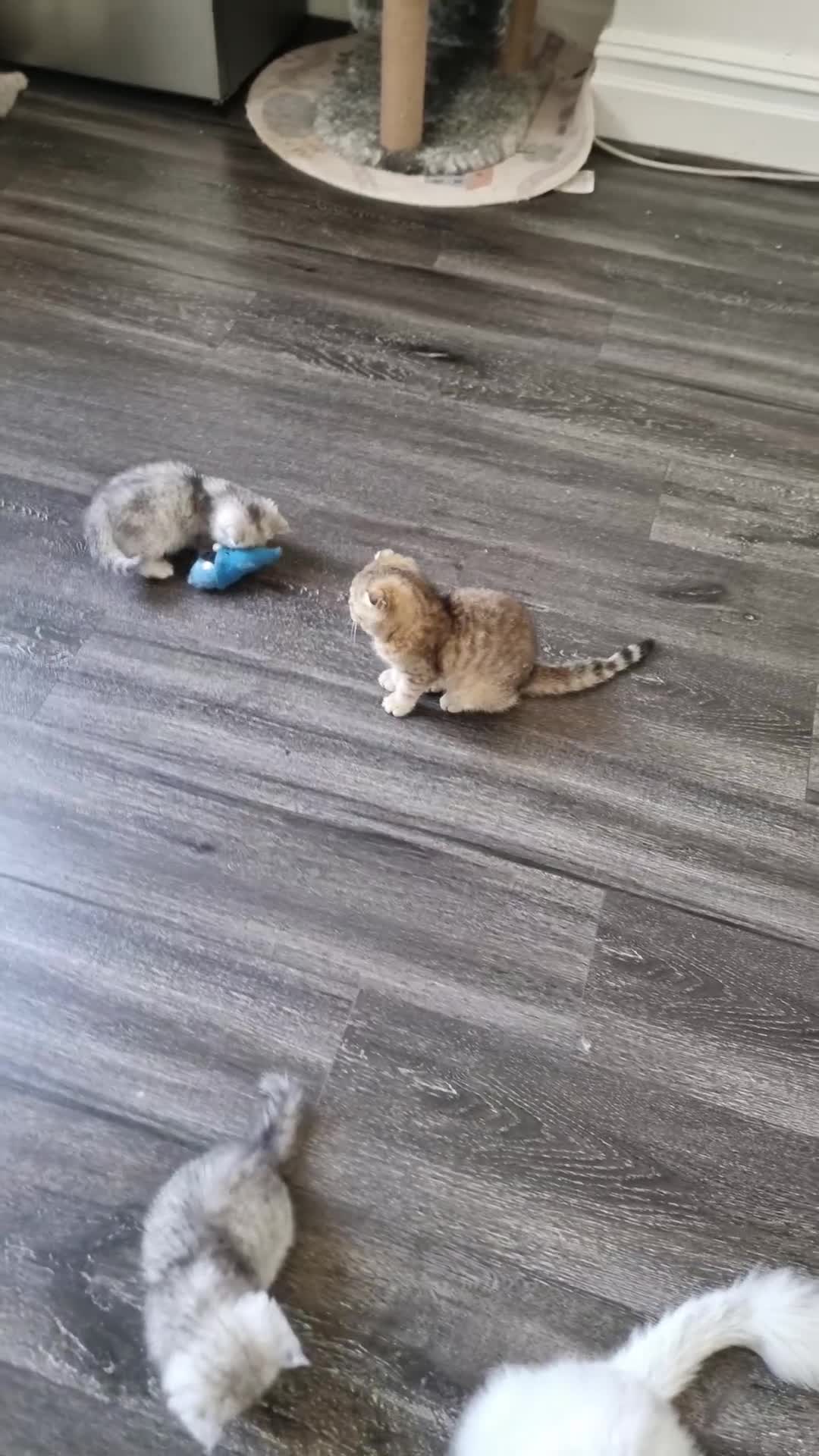 Scottish Fold cats for sale: Scottish fold 1 female left  - Video 2