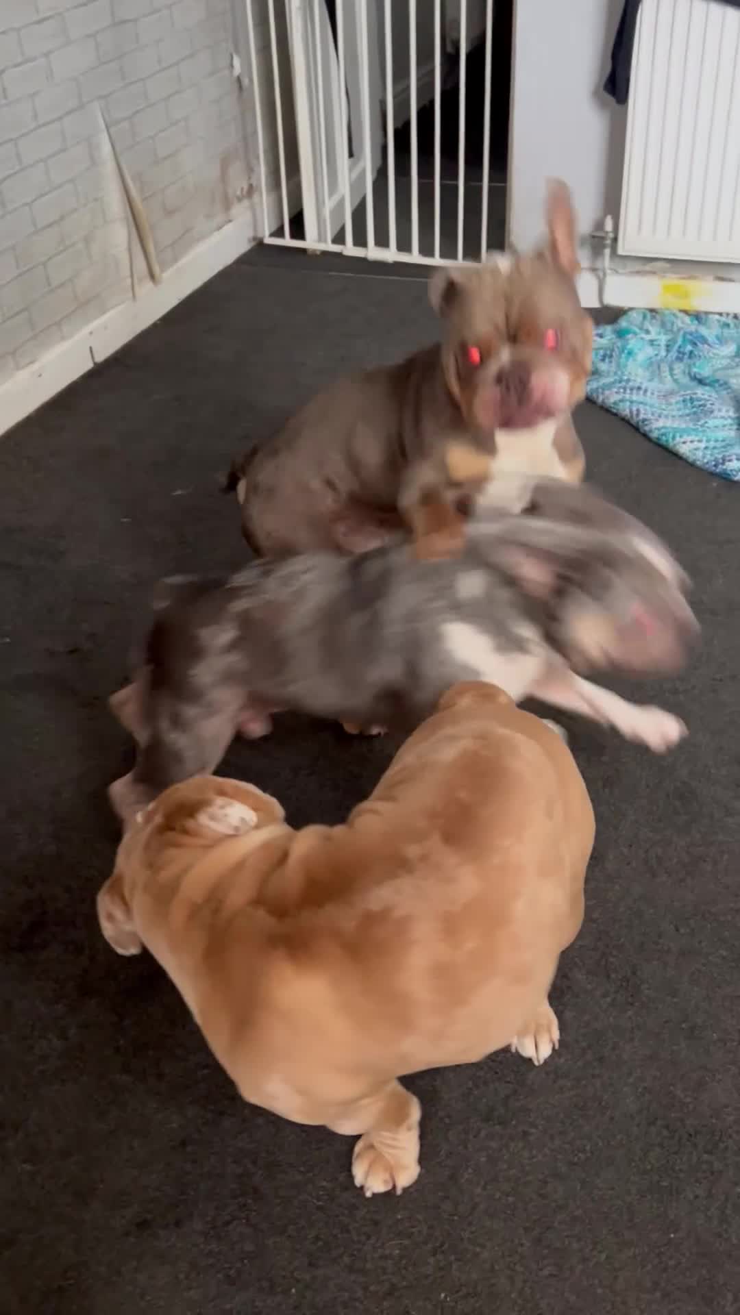 English Bulldog dogs for sale: My boy hugo - Video 1