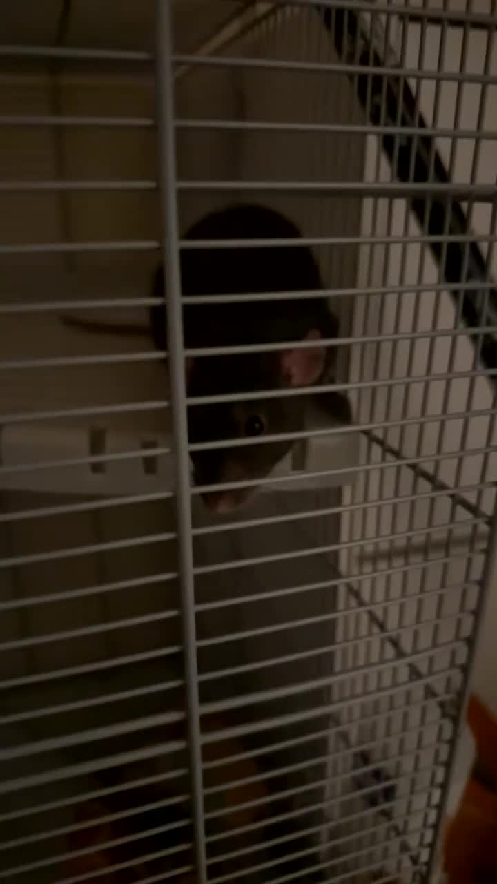 Rat rodents for sale: 3 male 6 months old rats - Video 1